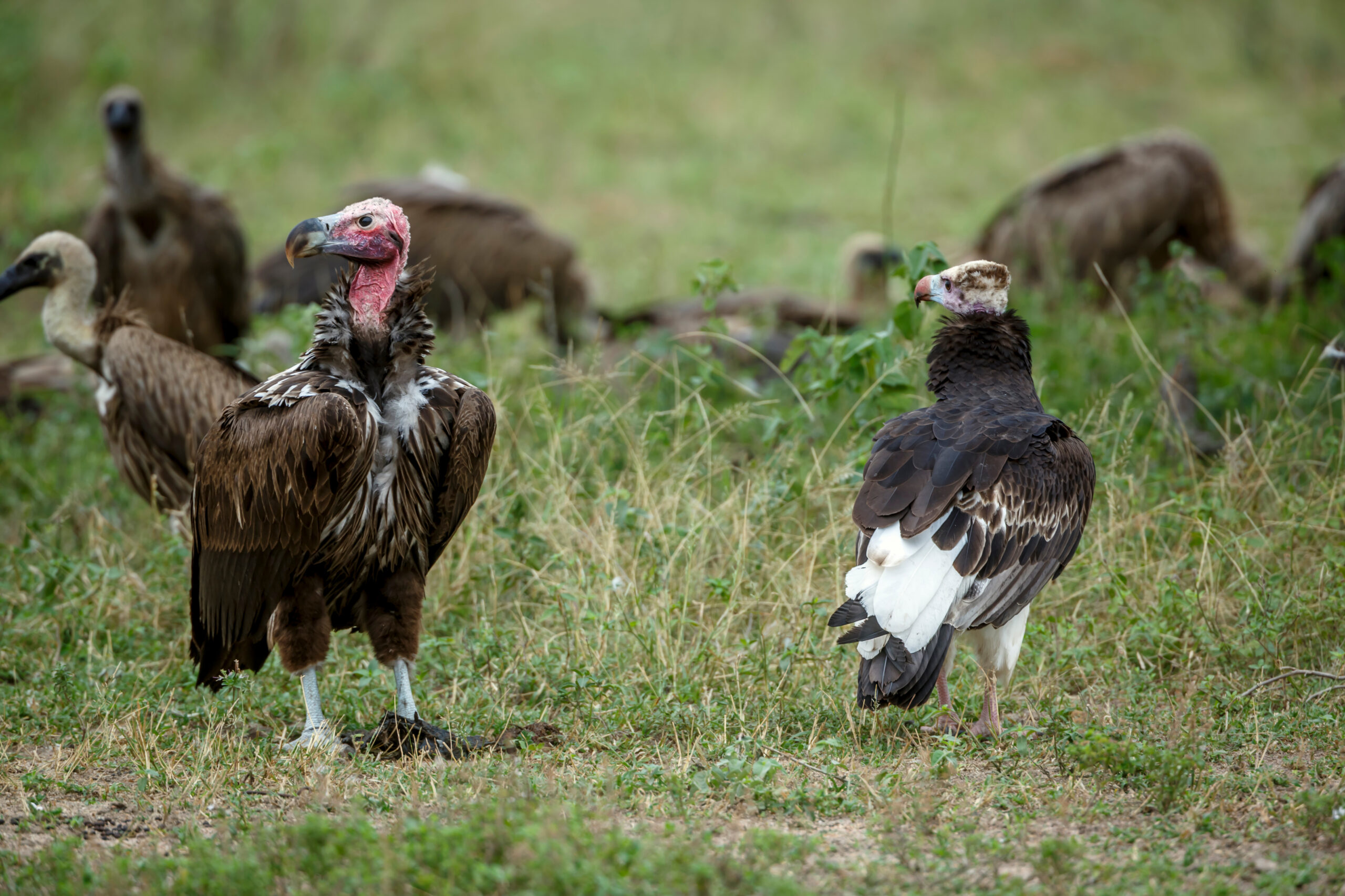 White Headed And Lappet Faced Vulture In Greater Kruger National Park, South Africa