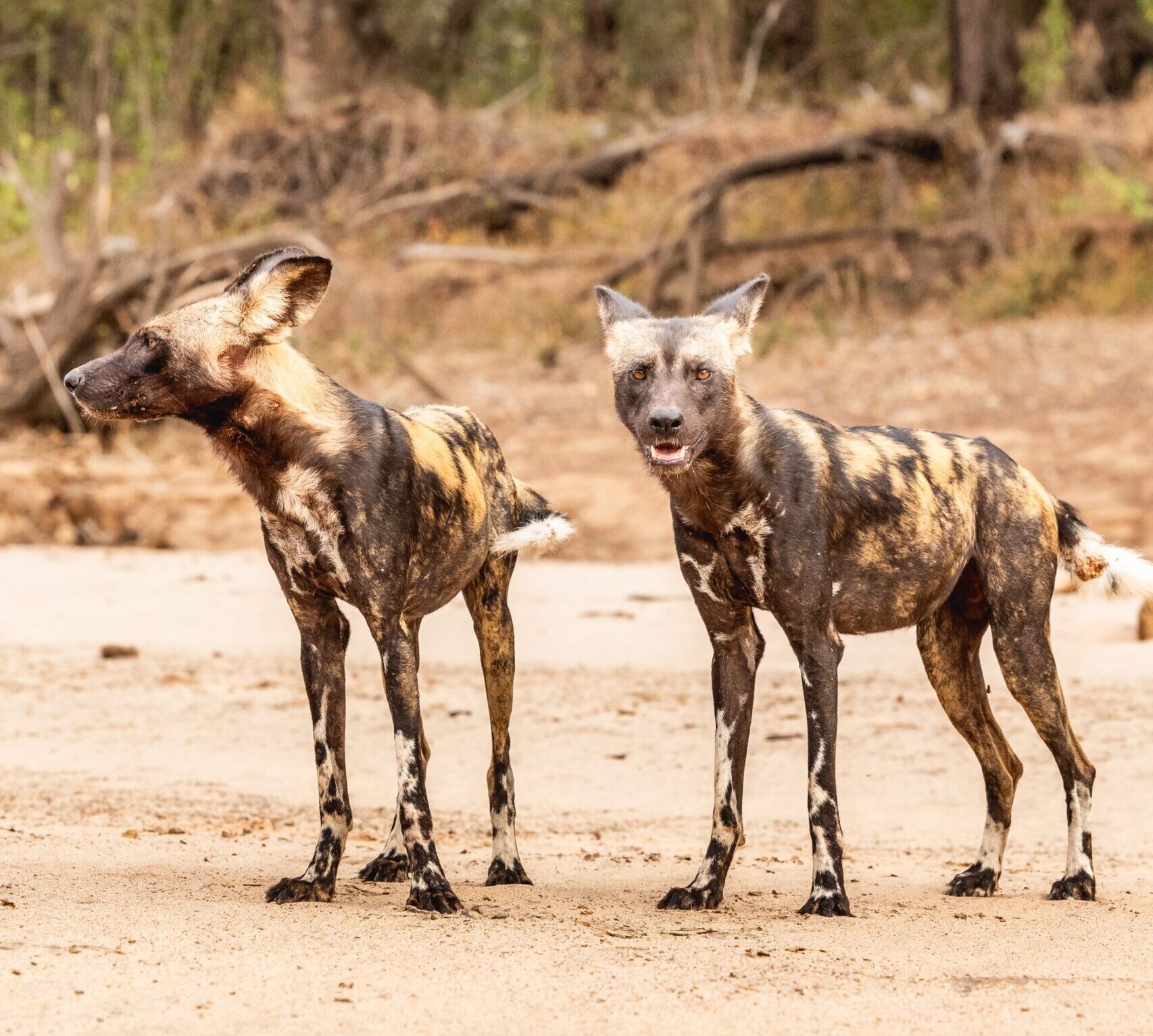 African Wild Dogs (1)