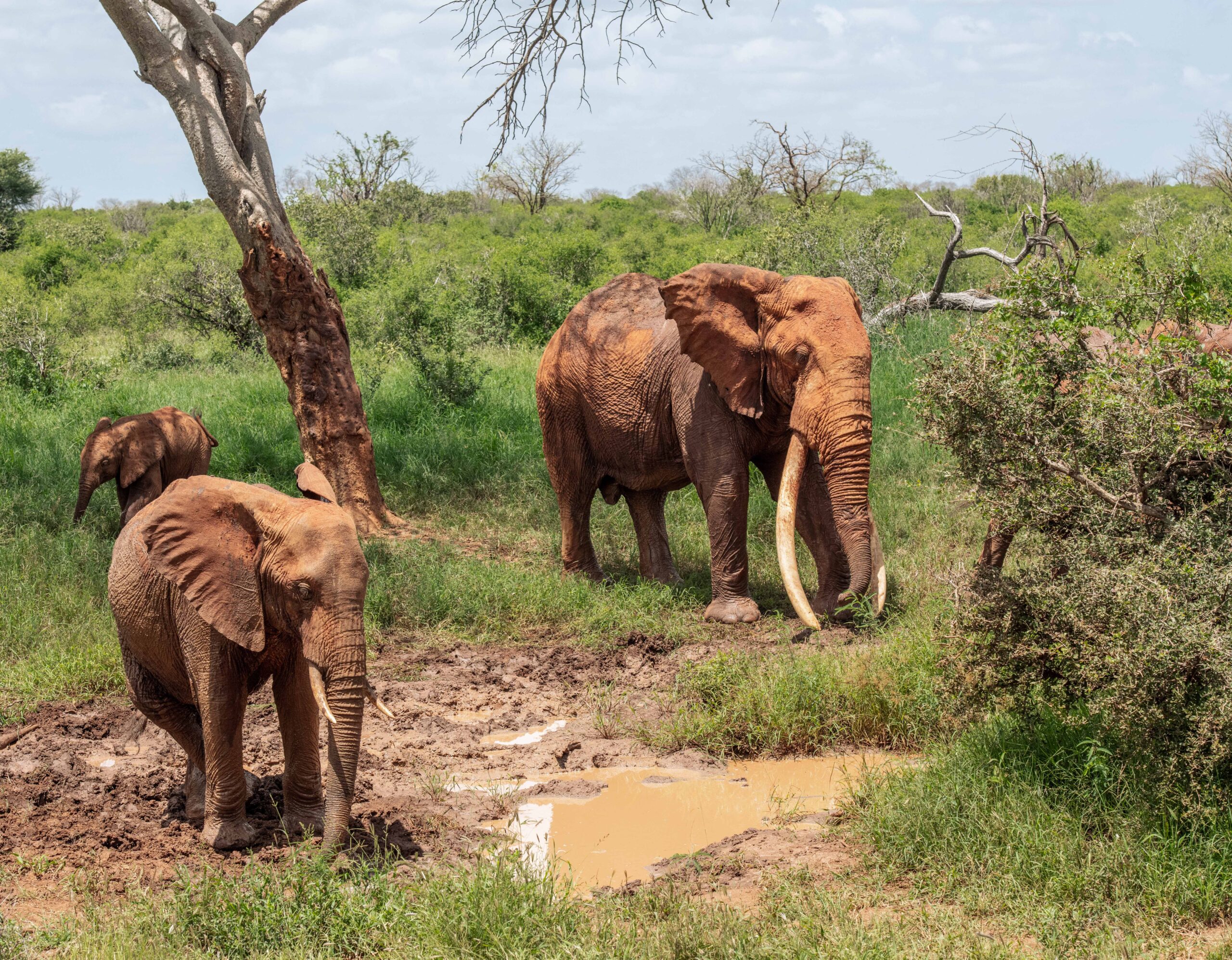 Sexual dimophism in elephants