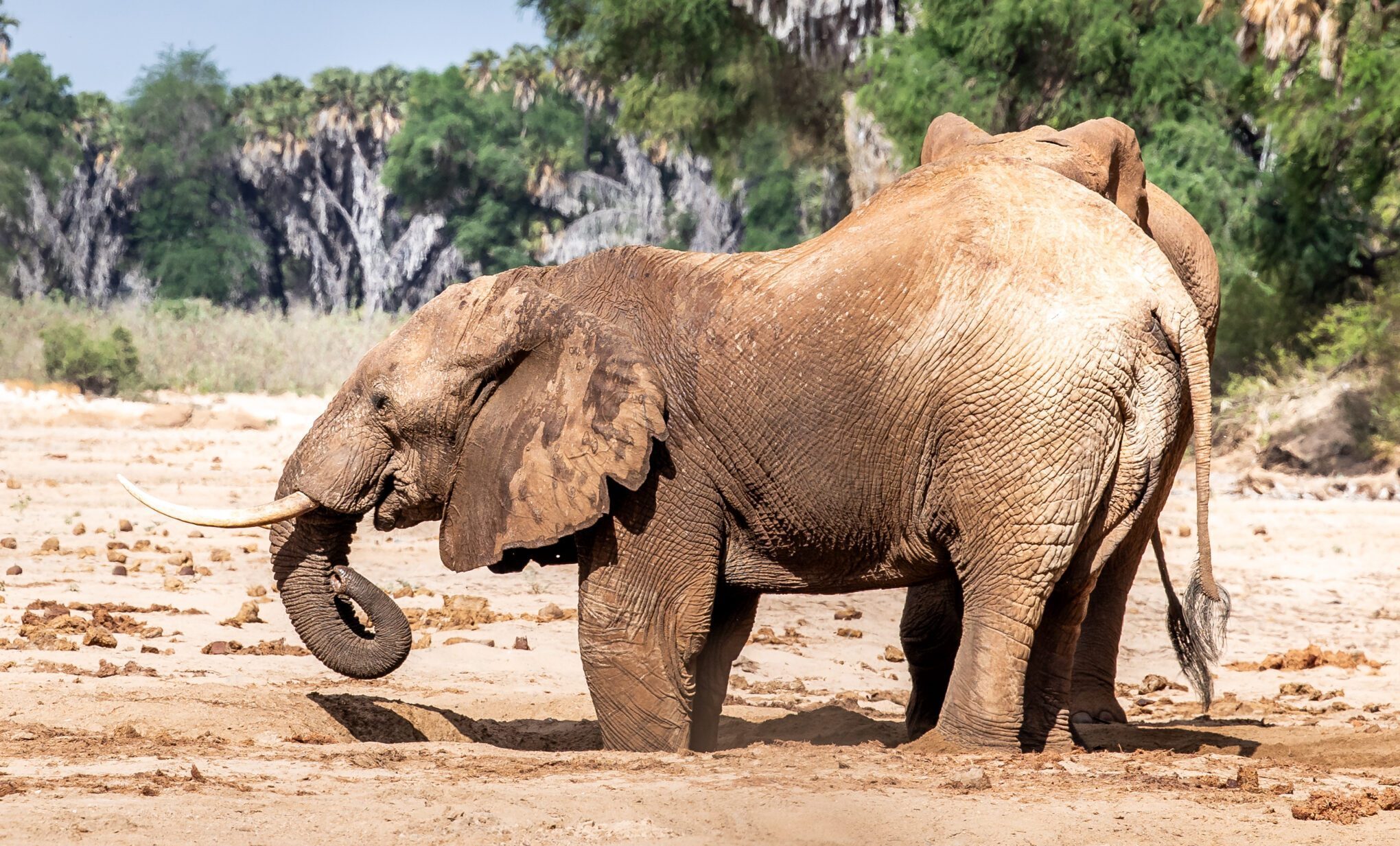 Elephants Dig For Water