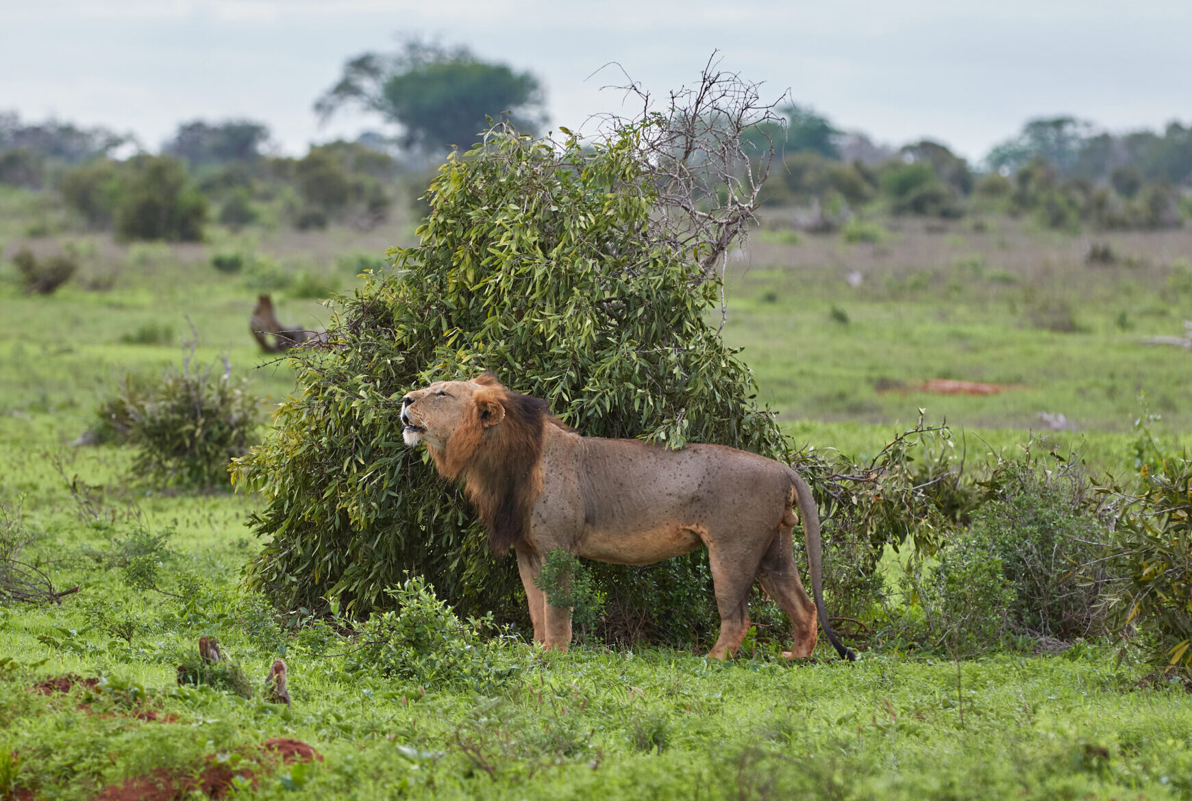 Big Male Lion Standing In The Grassland Of Tsavo East.