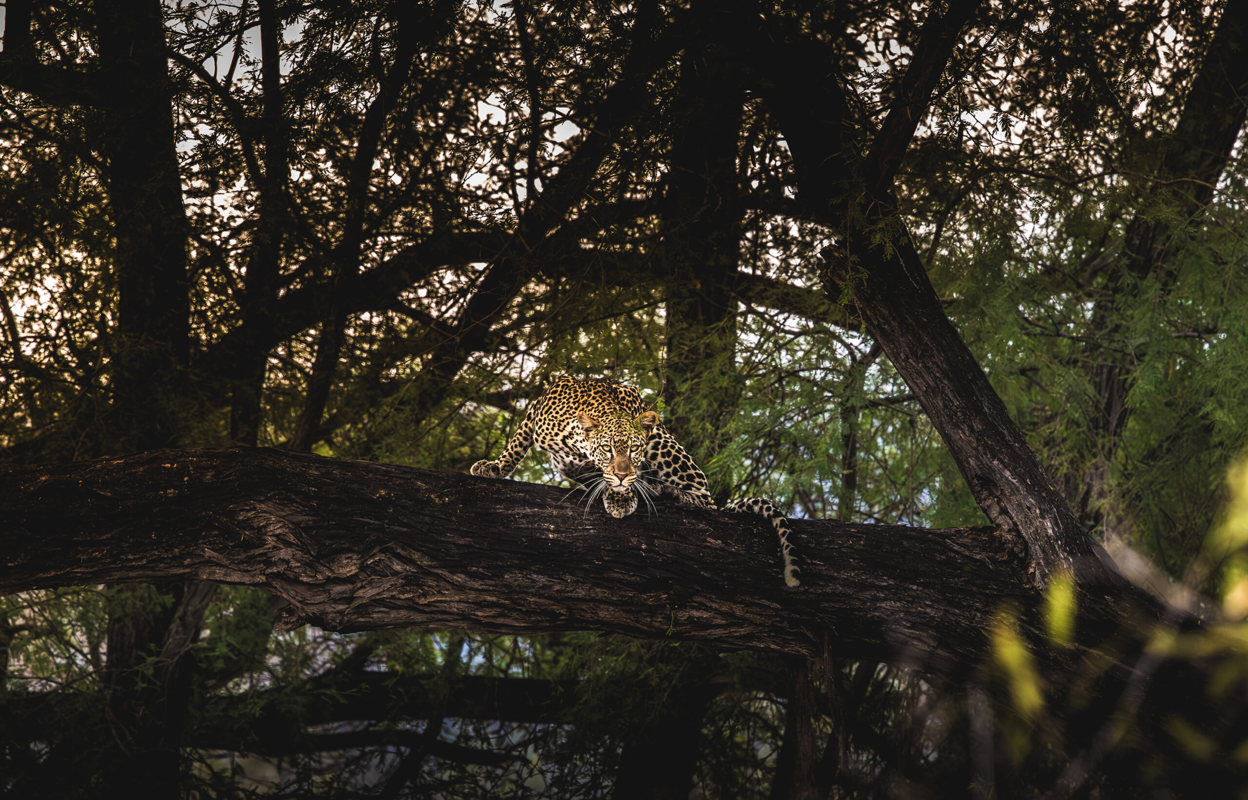 African Predator Hierarchy