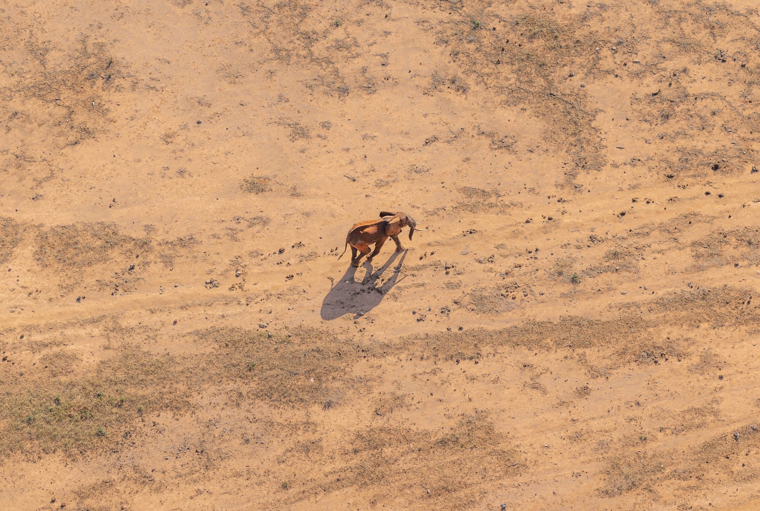 How Does African Wildlife Cope With Drought
