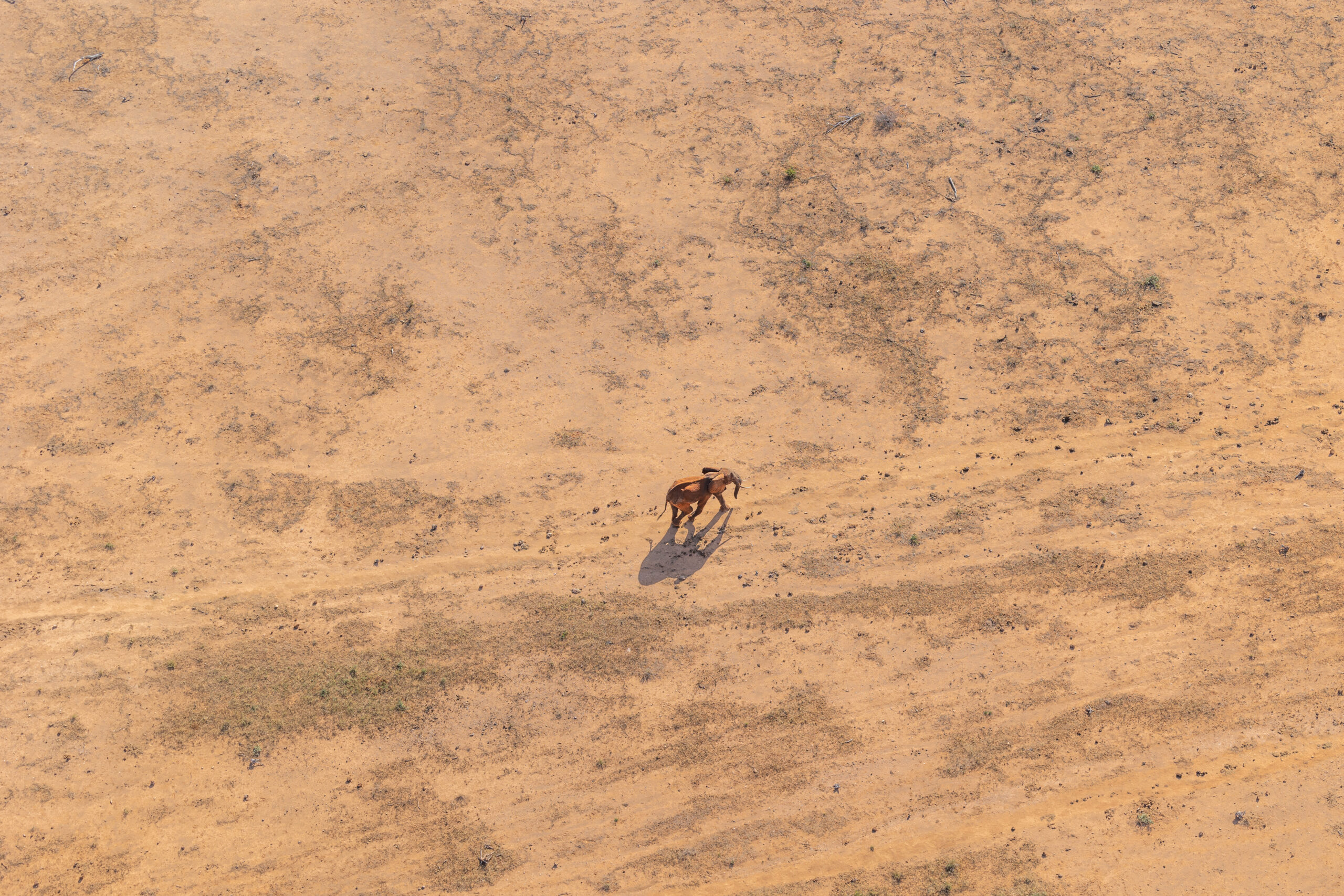 How Does African Wildlife Cope With Drought