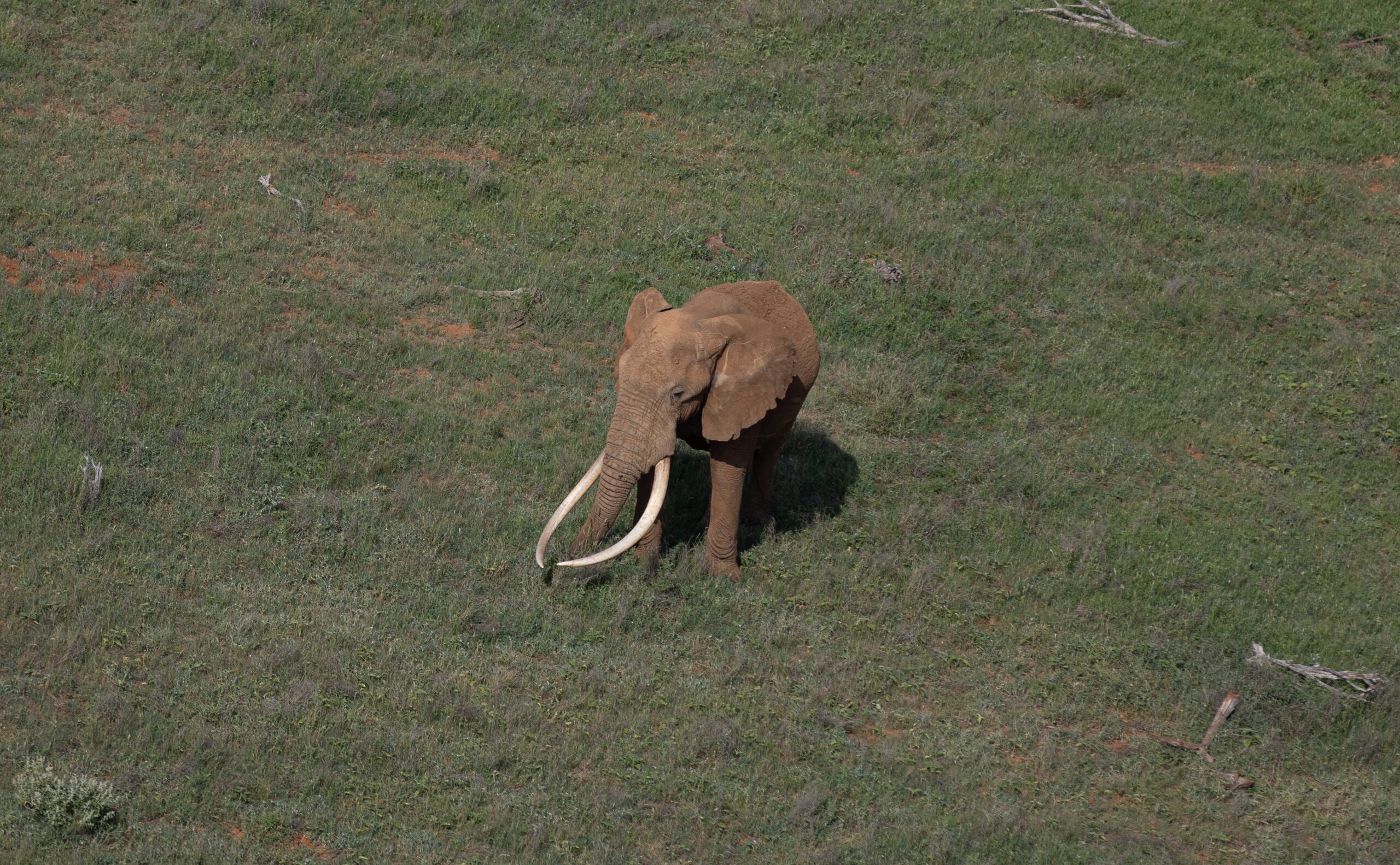 What Is Ivory