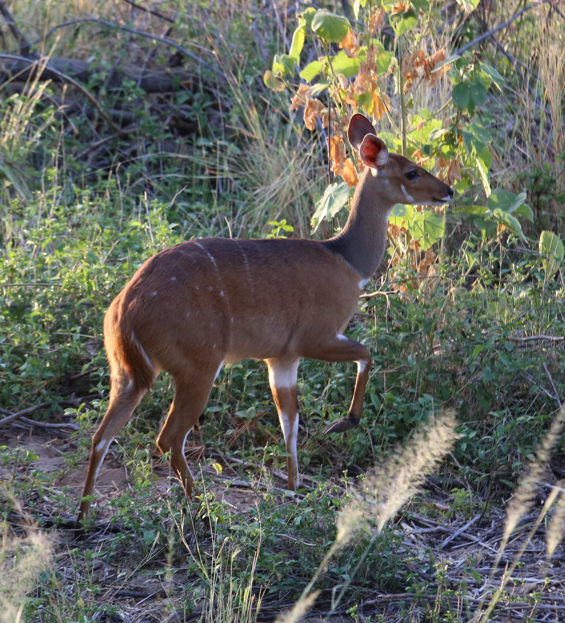 20260210 Bushbuck Adult F 0420082 9703674 Dm.