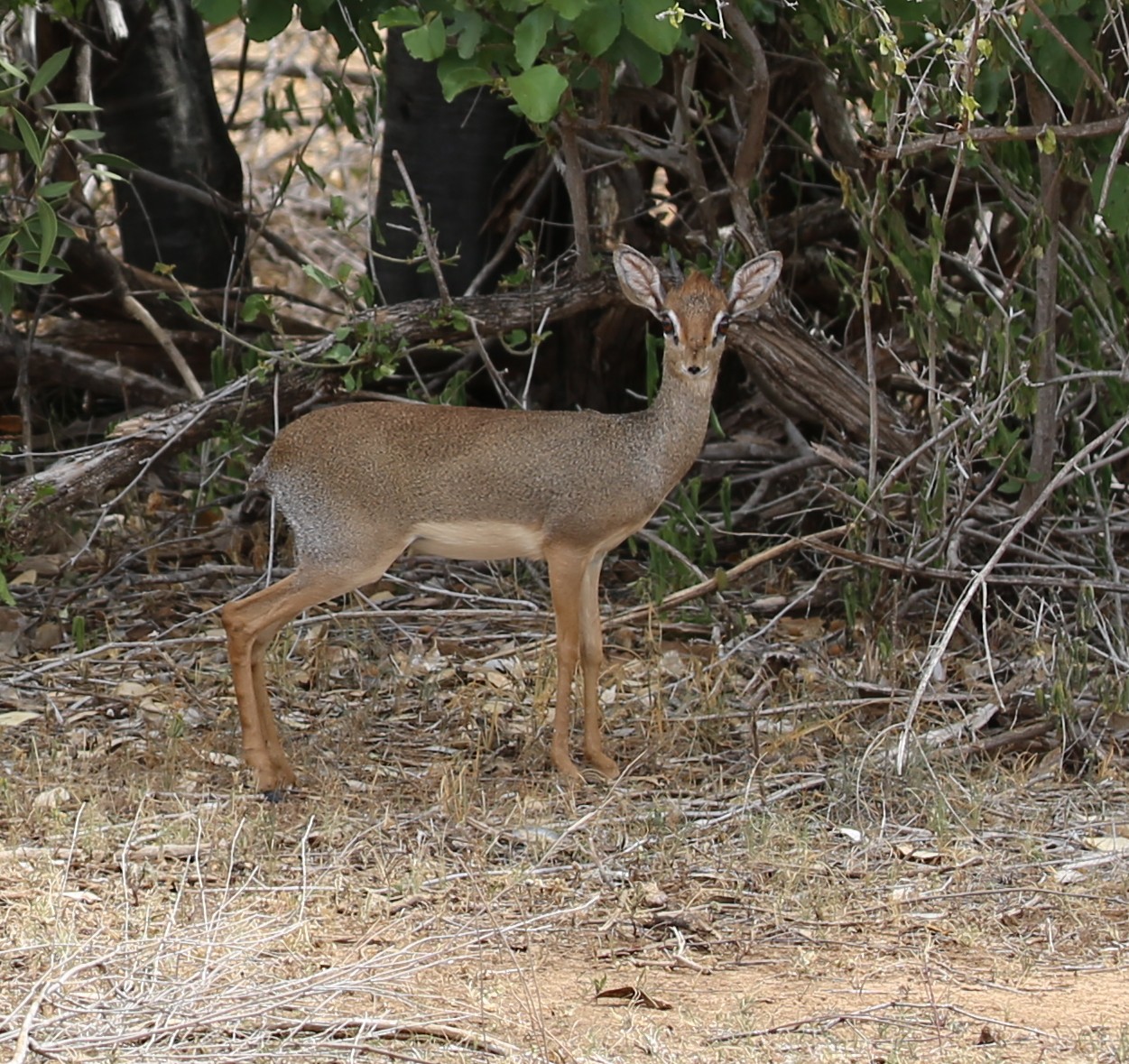 202602 Dikdik Triangle Dm.