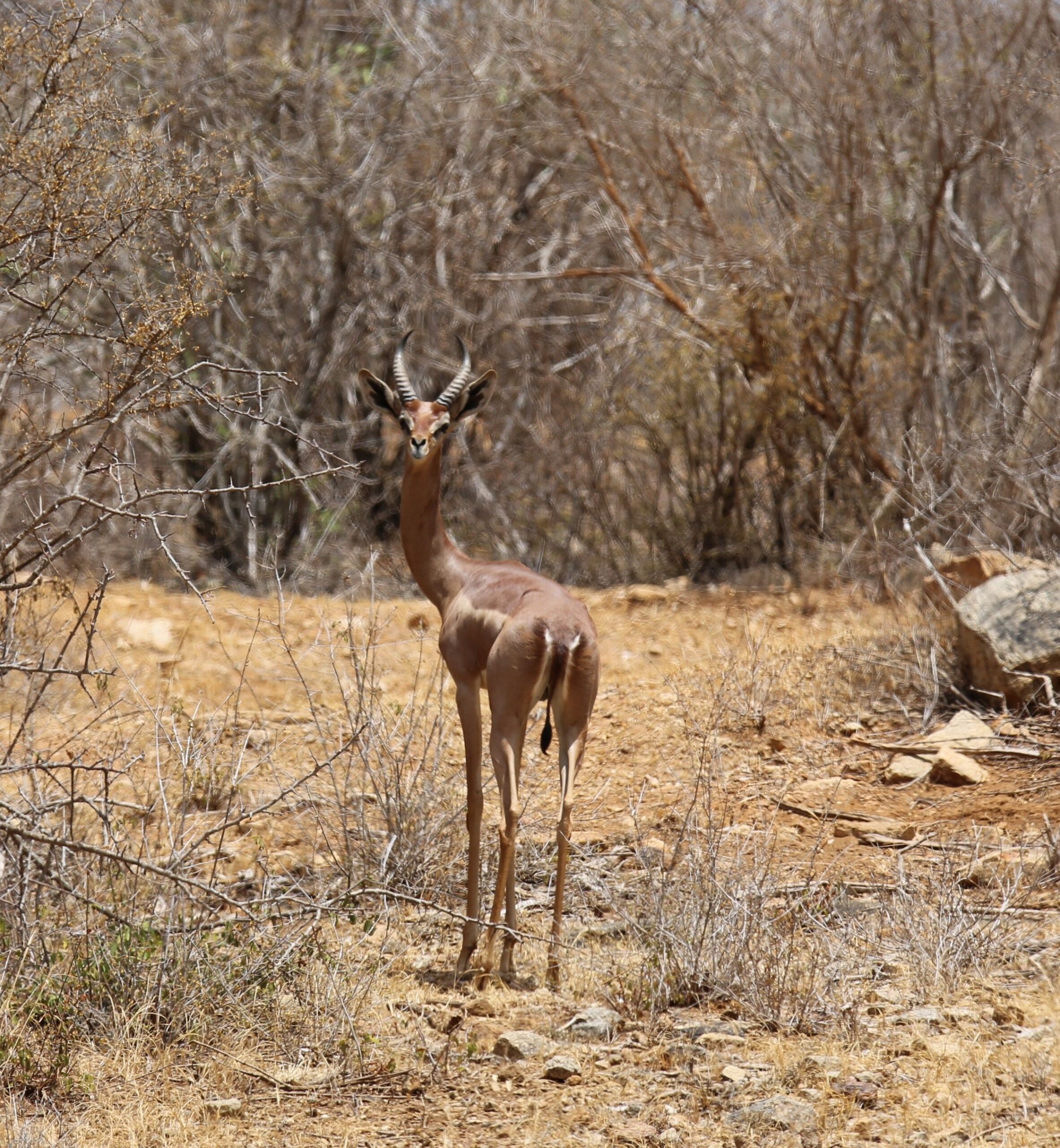 202602 Gerenuk Male Triangle Dm.