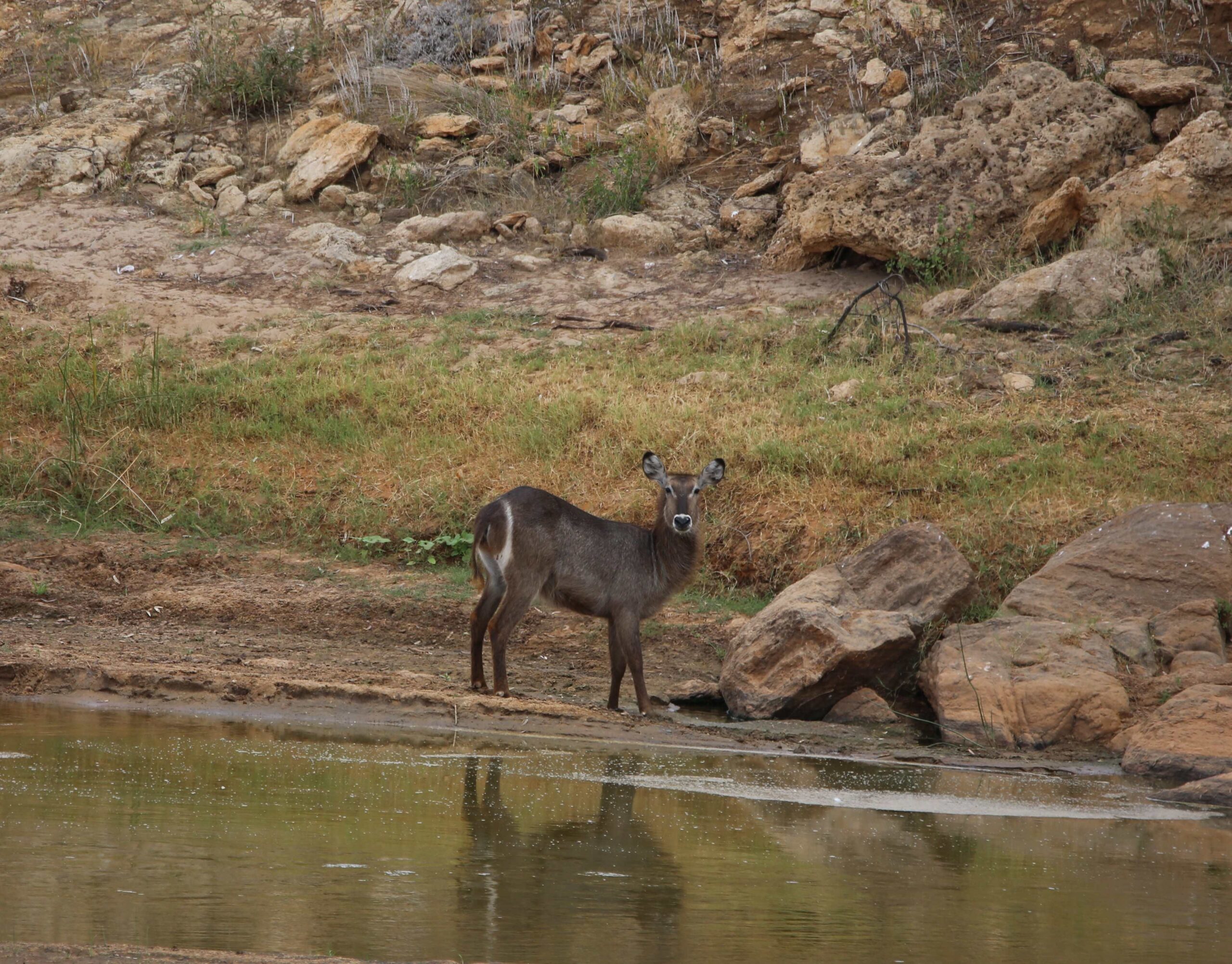 202602 Waterbuck Riverathi Drinking Dm.