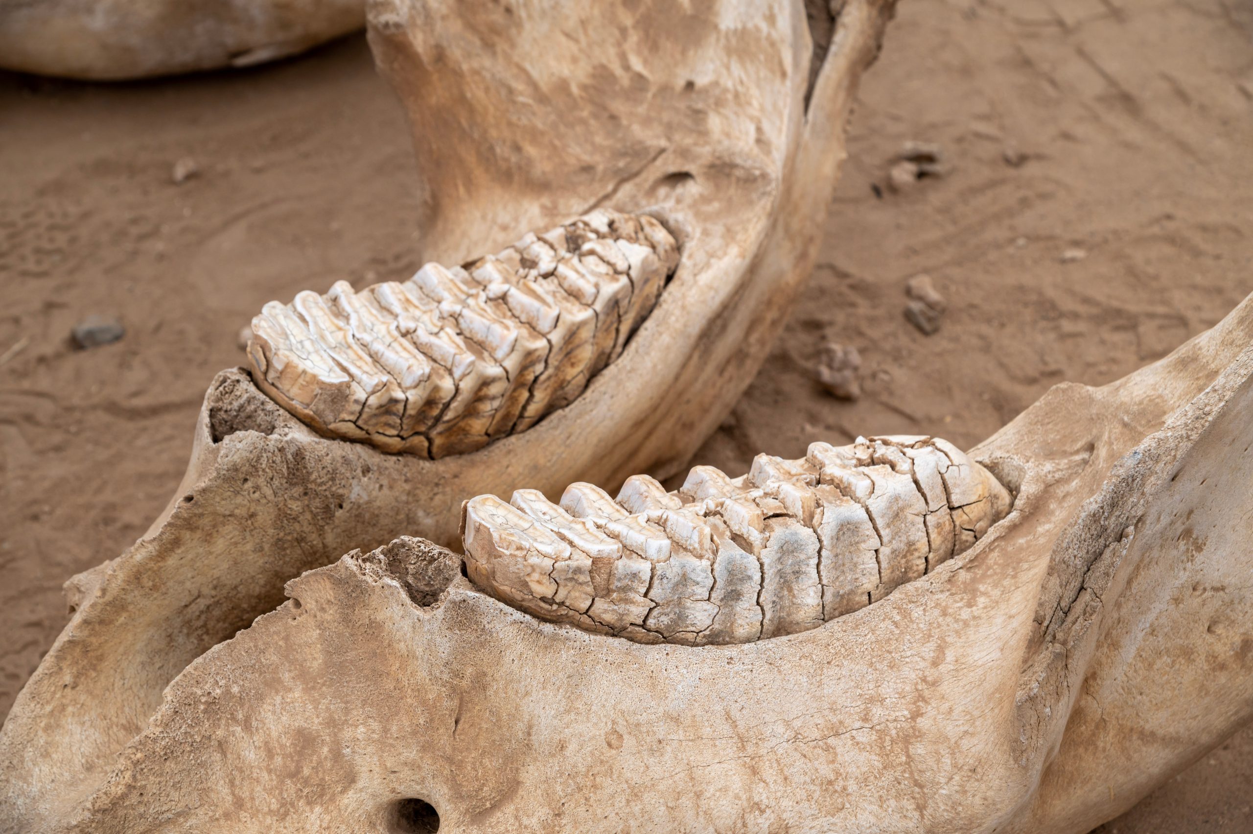 Jaw Bones And Teeth Of Elephant