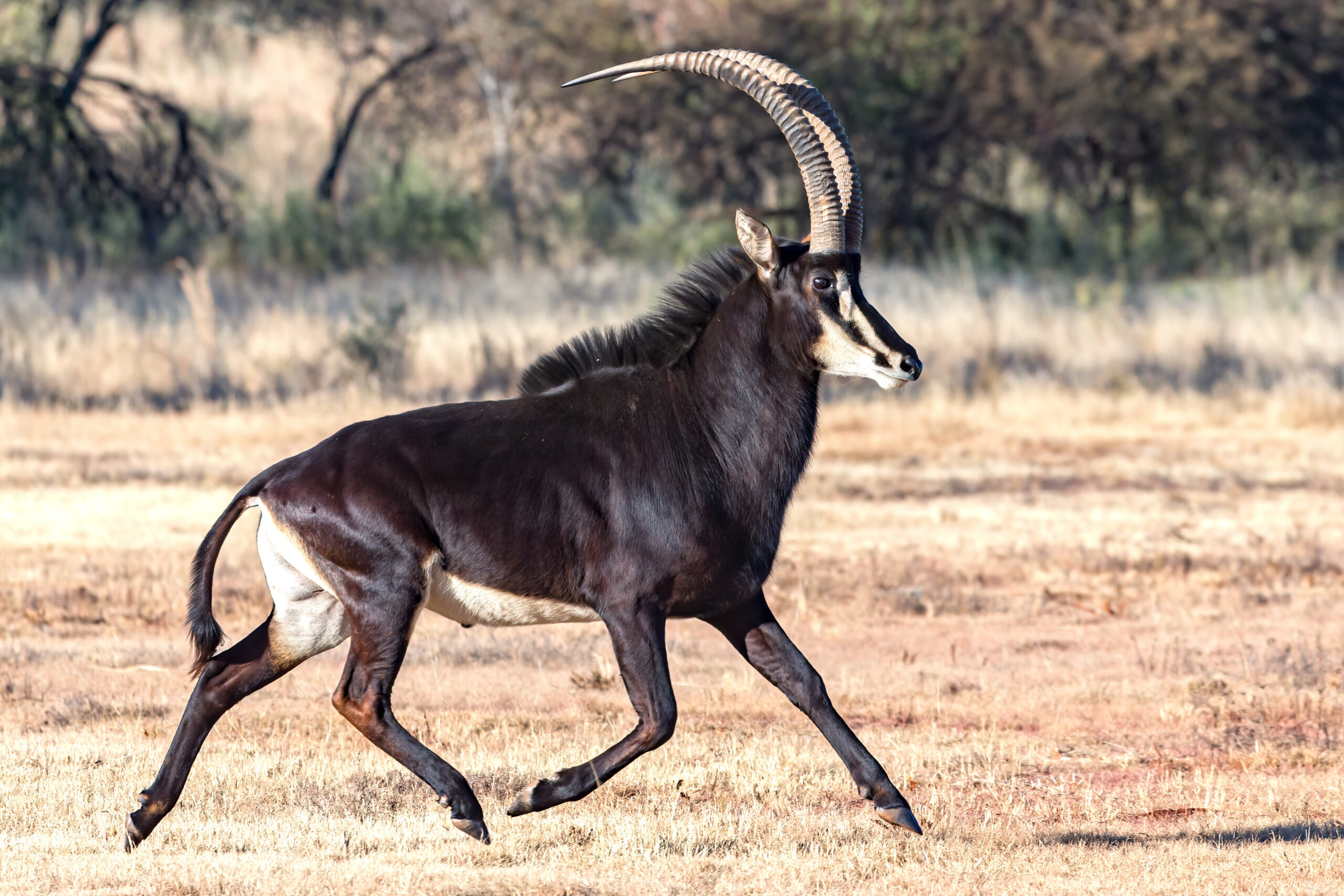 Sable Antelope