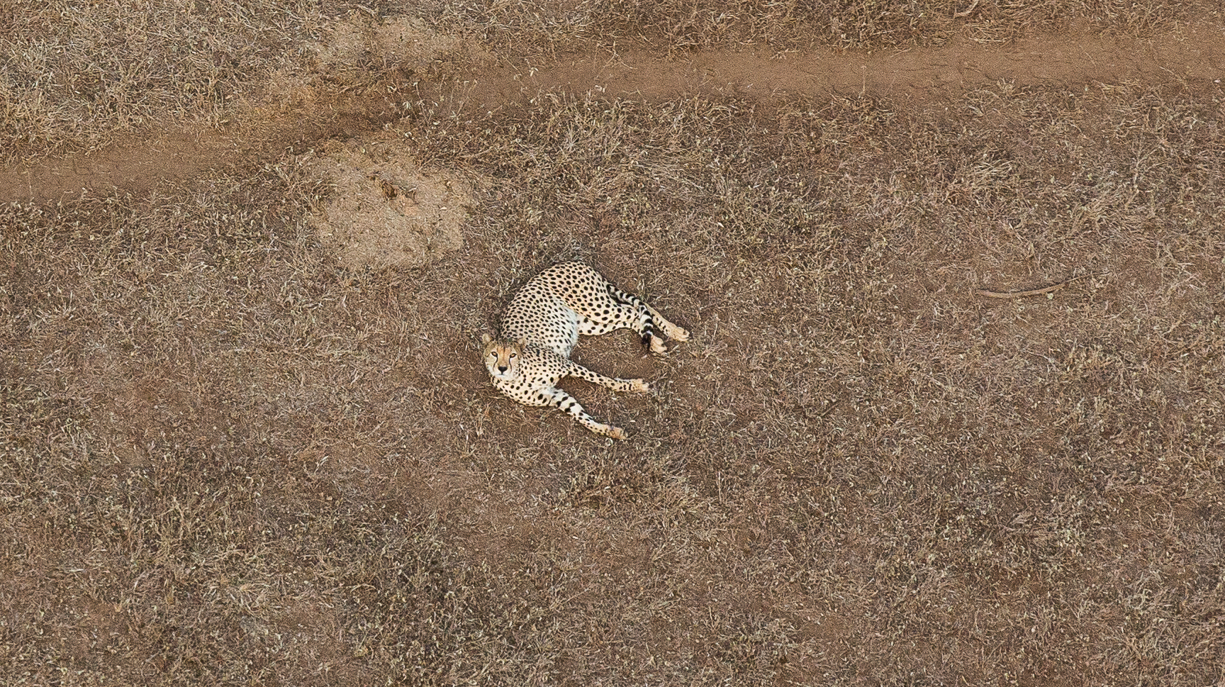 Why Do Cheetah Have Spots