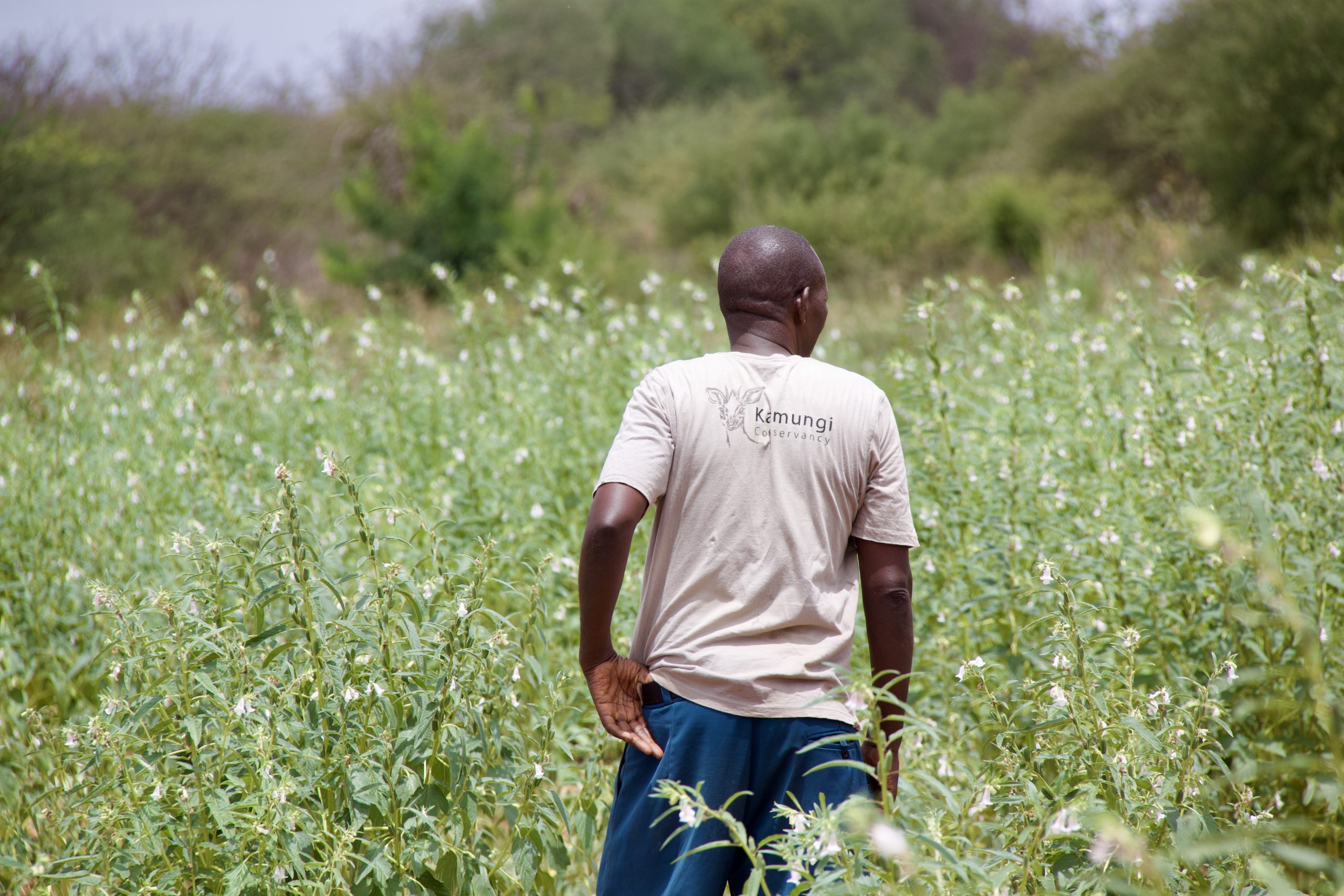 20260130 Sesame In Kamungi Conservancy