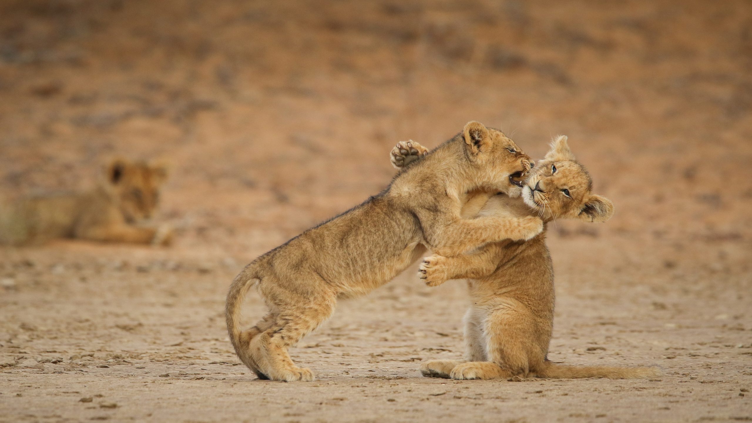 Two Young Lion Cubs Playing With Each Other In The Kalahari Desert