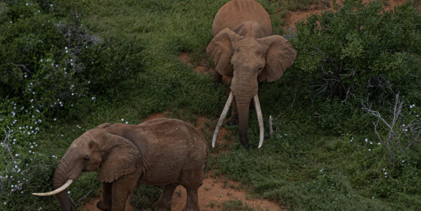 Apr2026 Tsavo Trust Monthly Report