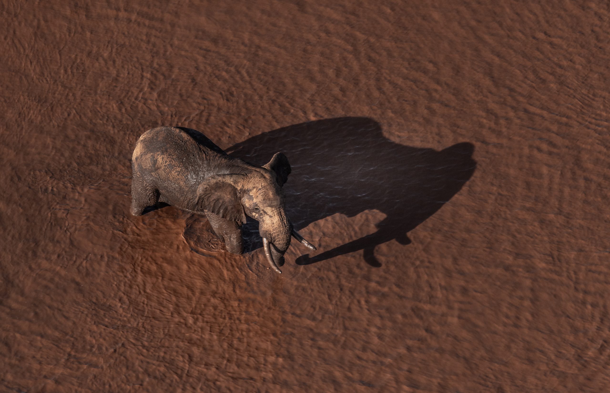 Why Elephants Cannot Truly Thrive In Captivity (2)