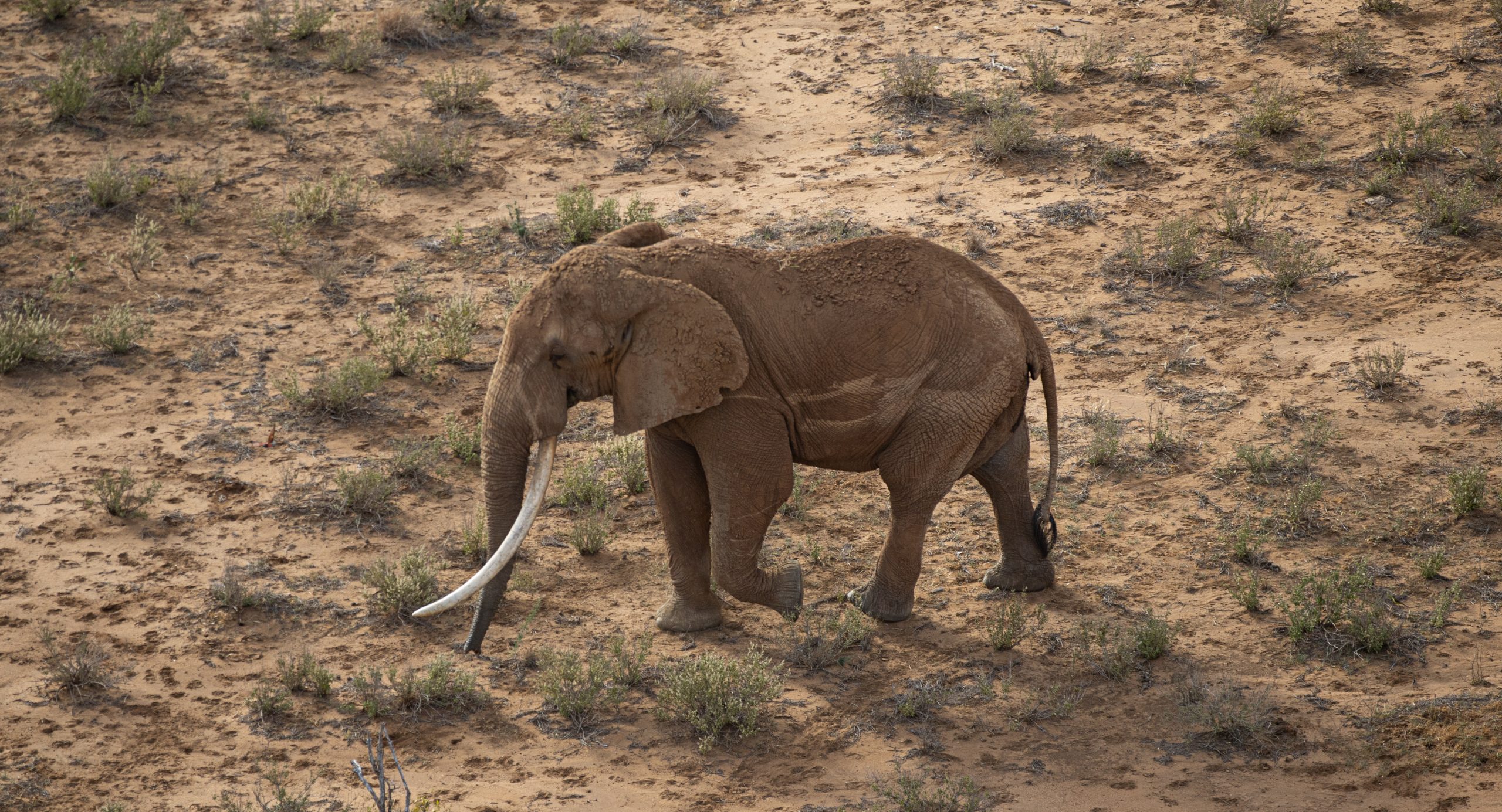 Wildlife Corridors And Genetics