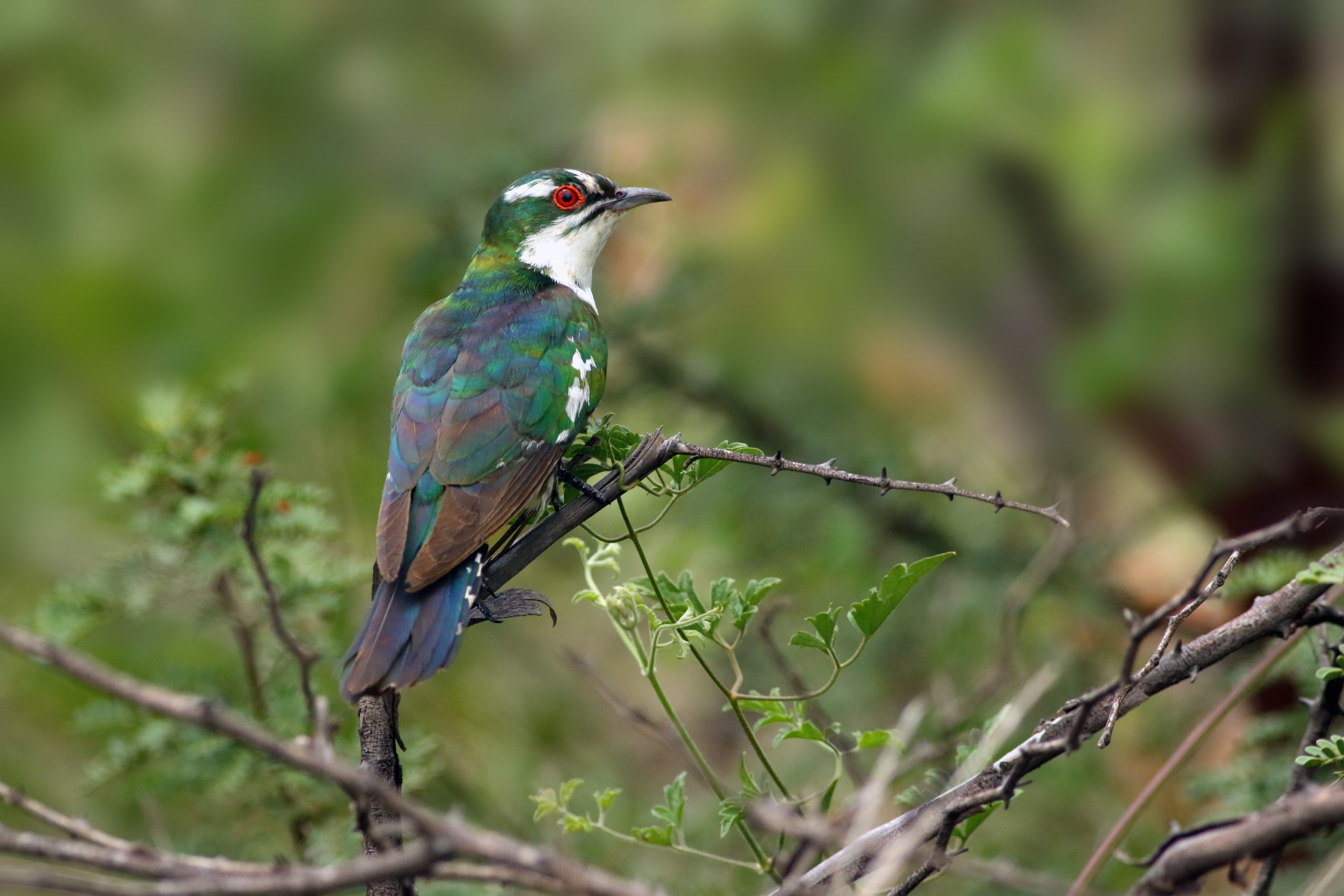 The Diederik Cuckoo (chrysococcyx Caprius), Formerly Dideric Cuckoo Or Didric Cuckoo Sitting In The Bush.