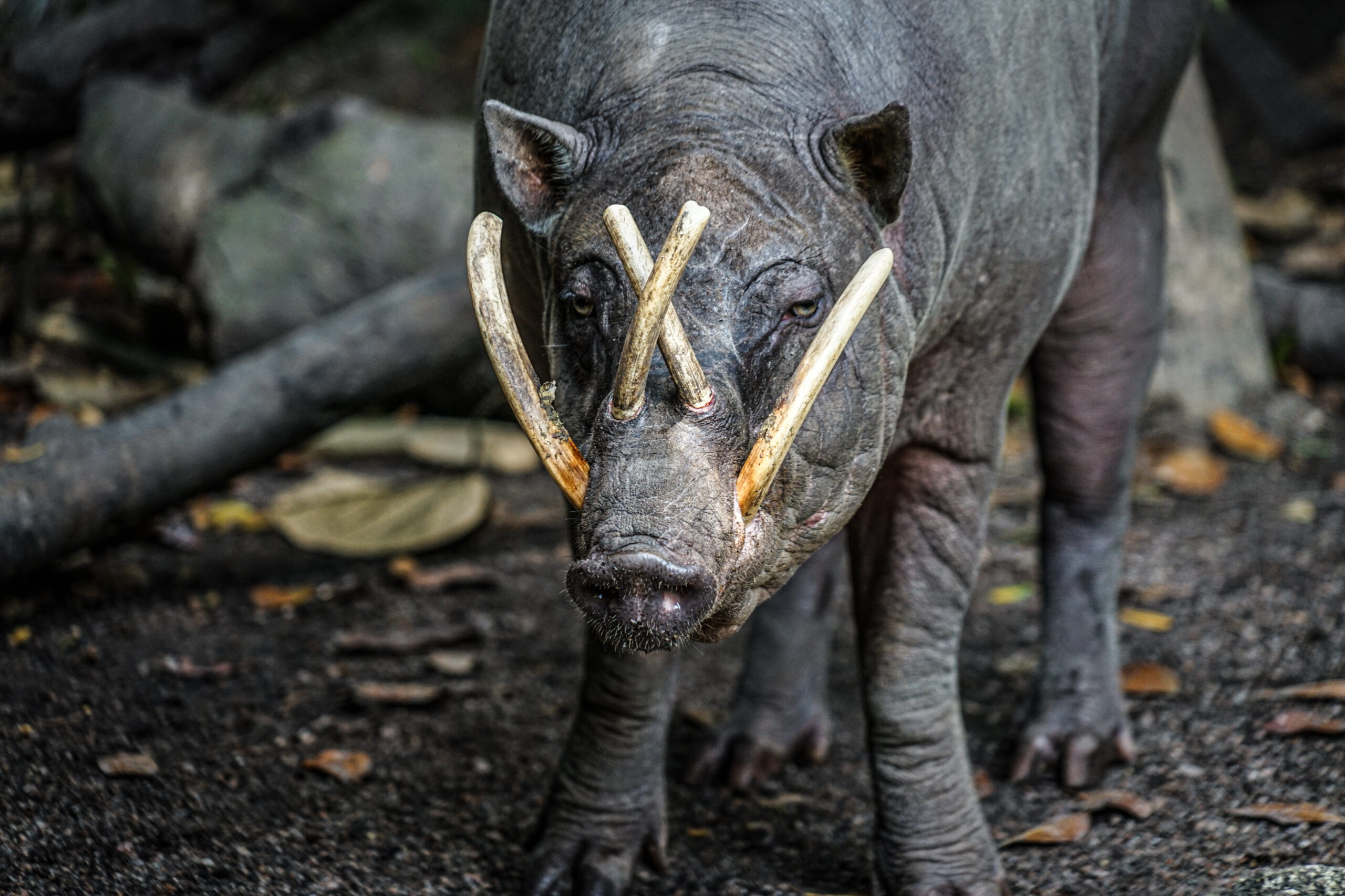 Babirusa sexual selection