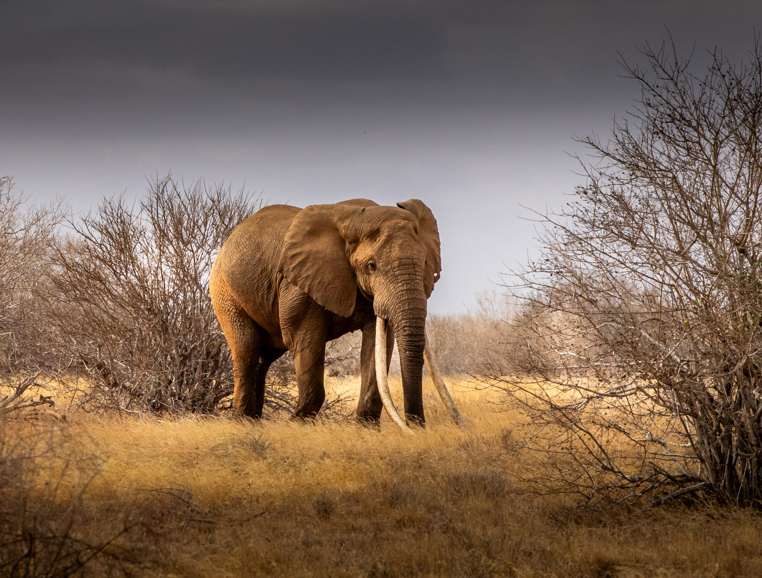 Dispersal In African Anaimals