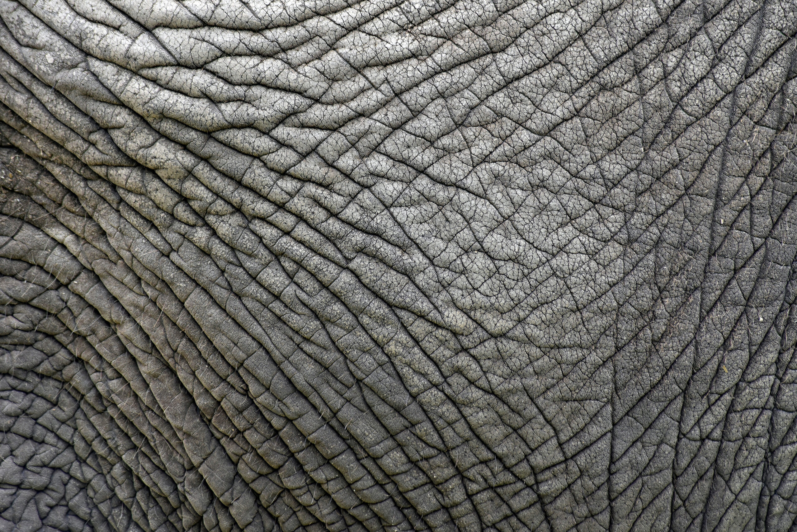 The Skin Texture Of An Old Elephant