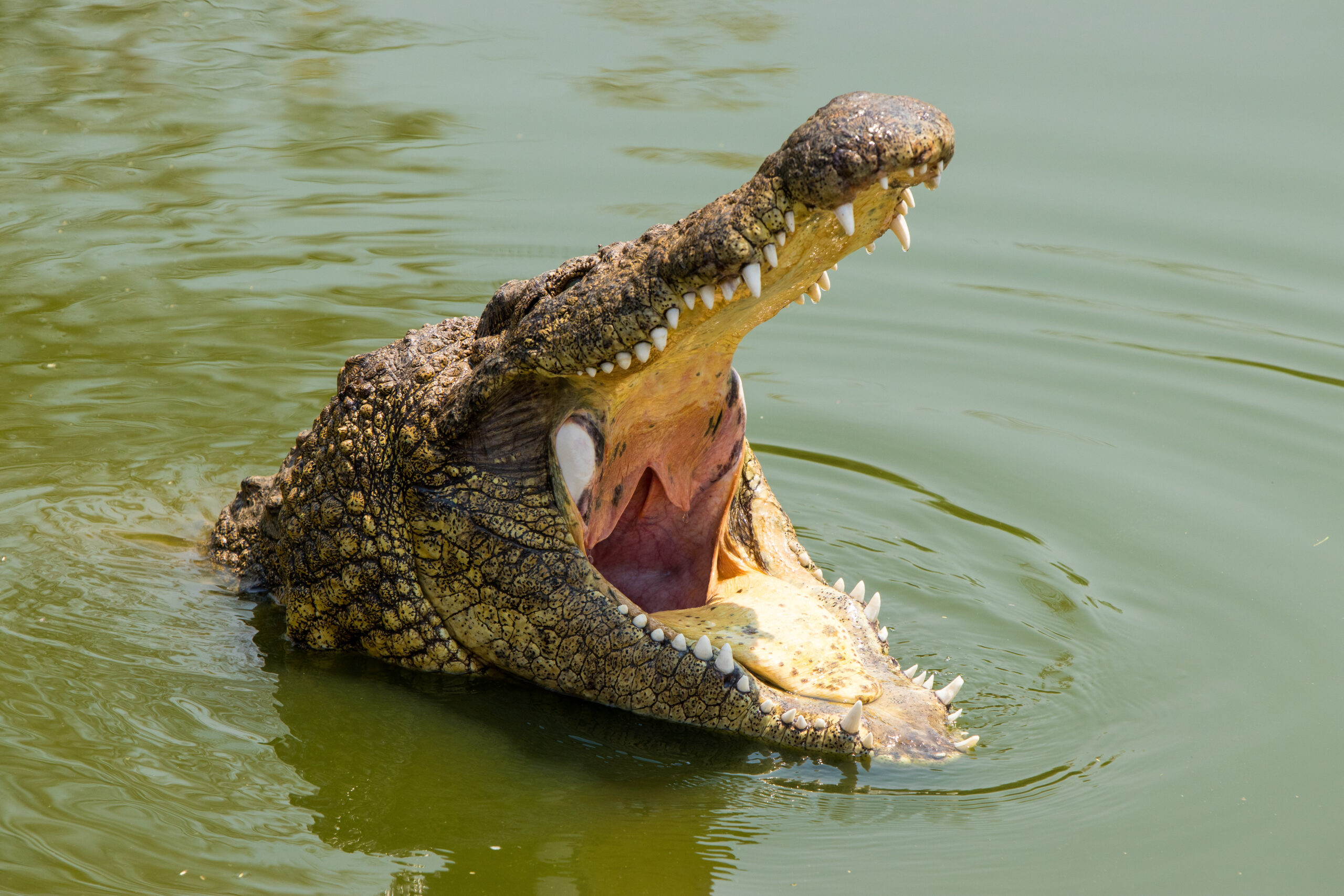 Hungry Nile Crocodile