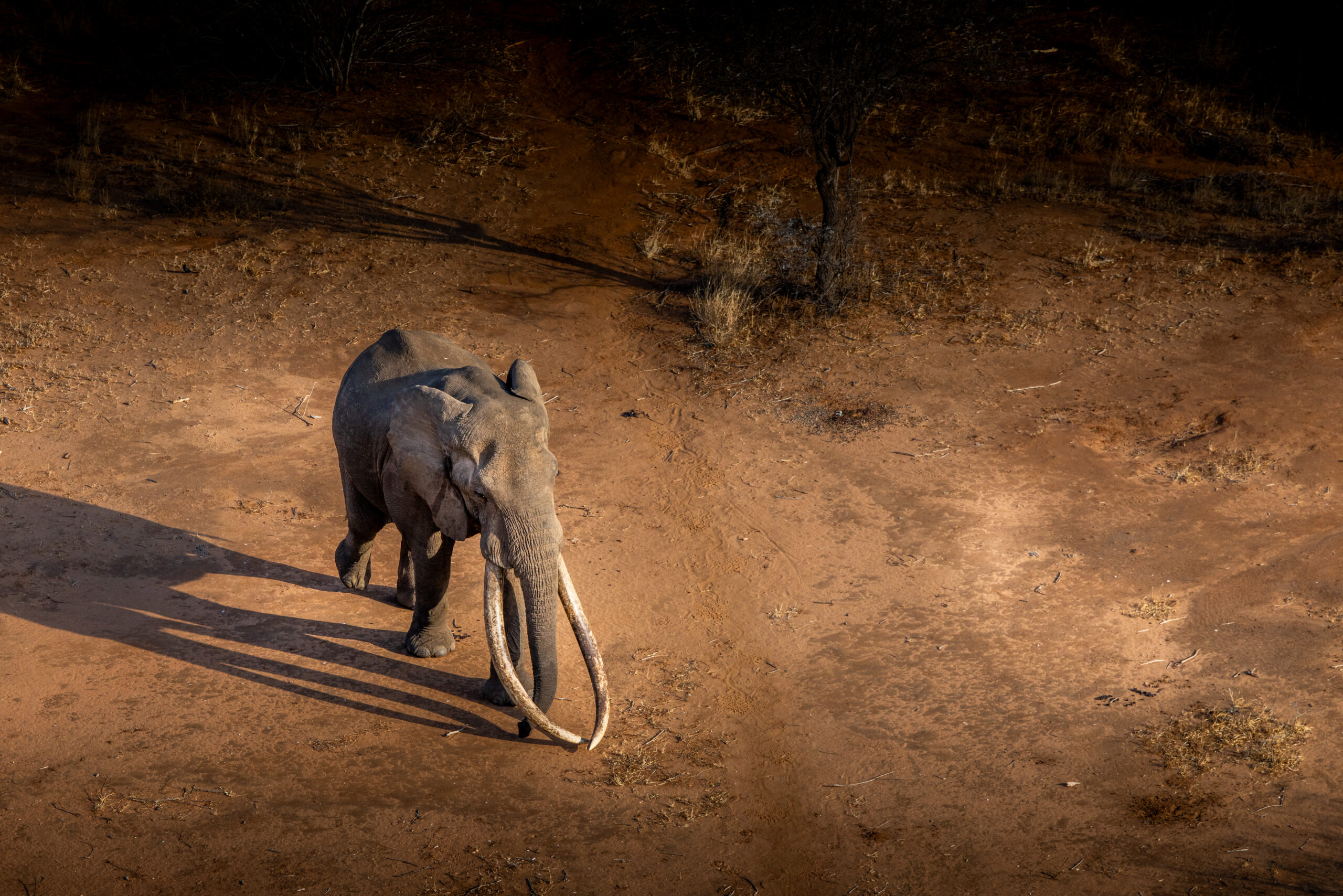Super Tusker Sexual Selection