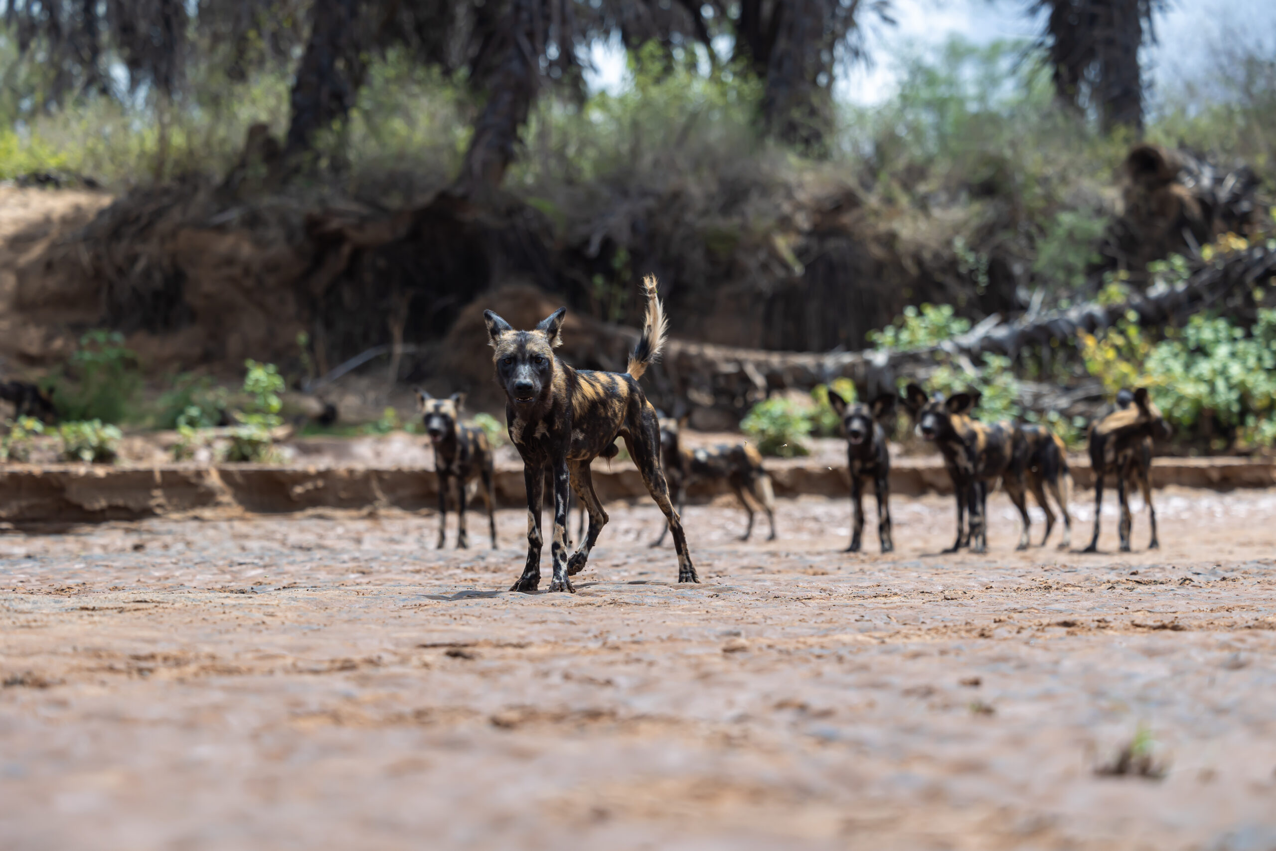 Tundani Wild Dog Pack