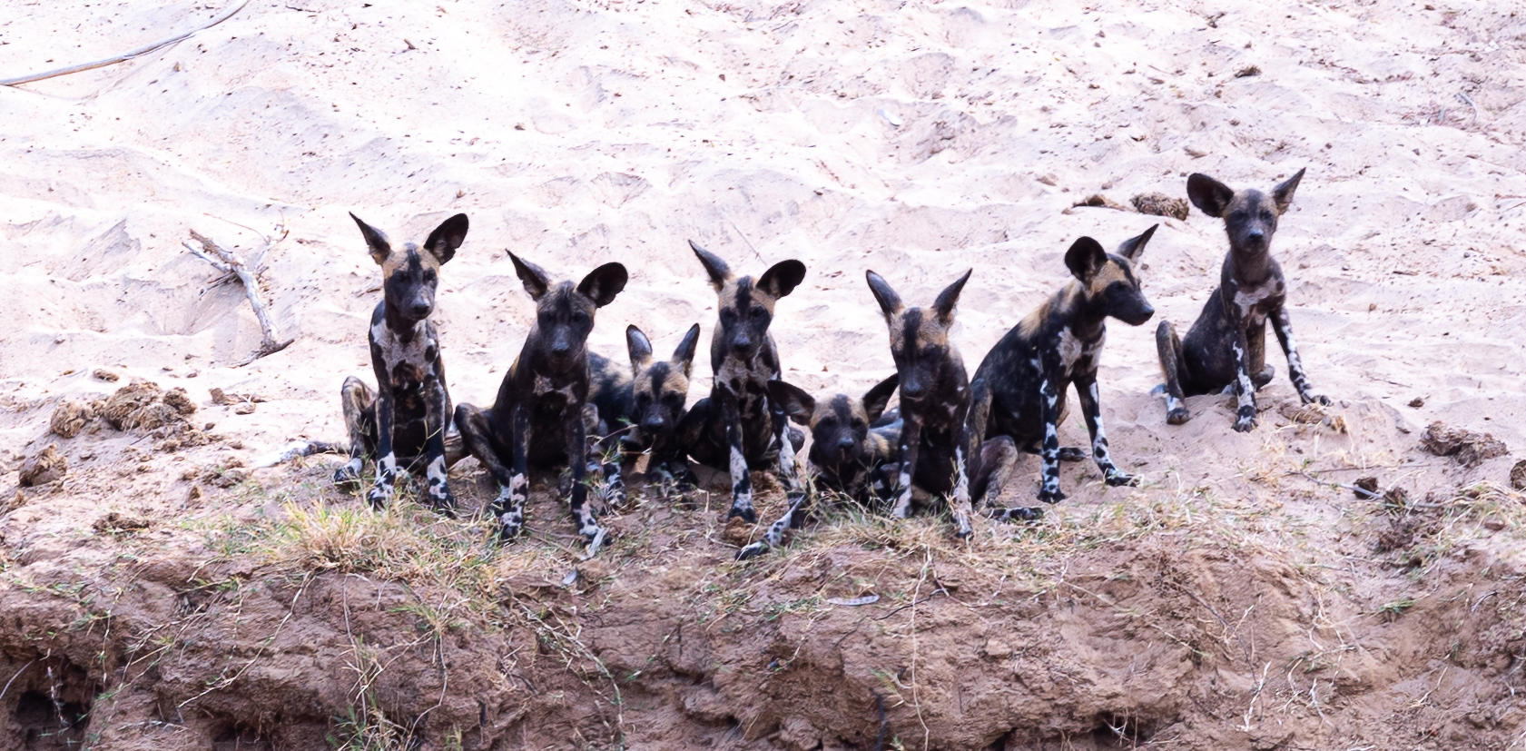 Wild Dog Pups