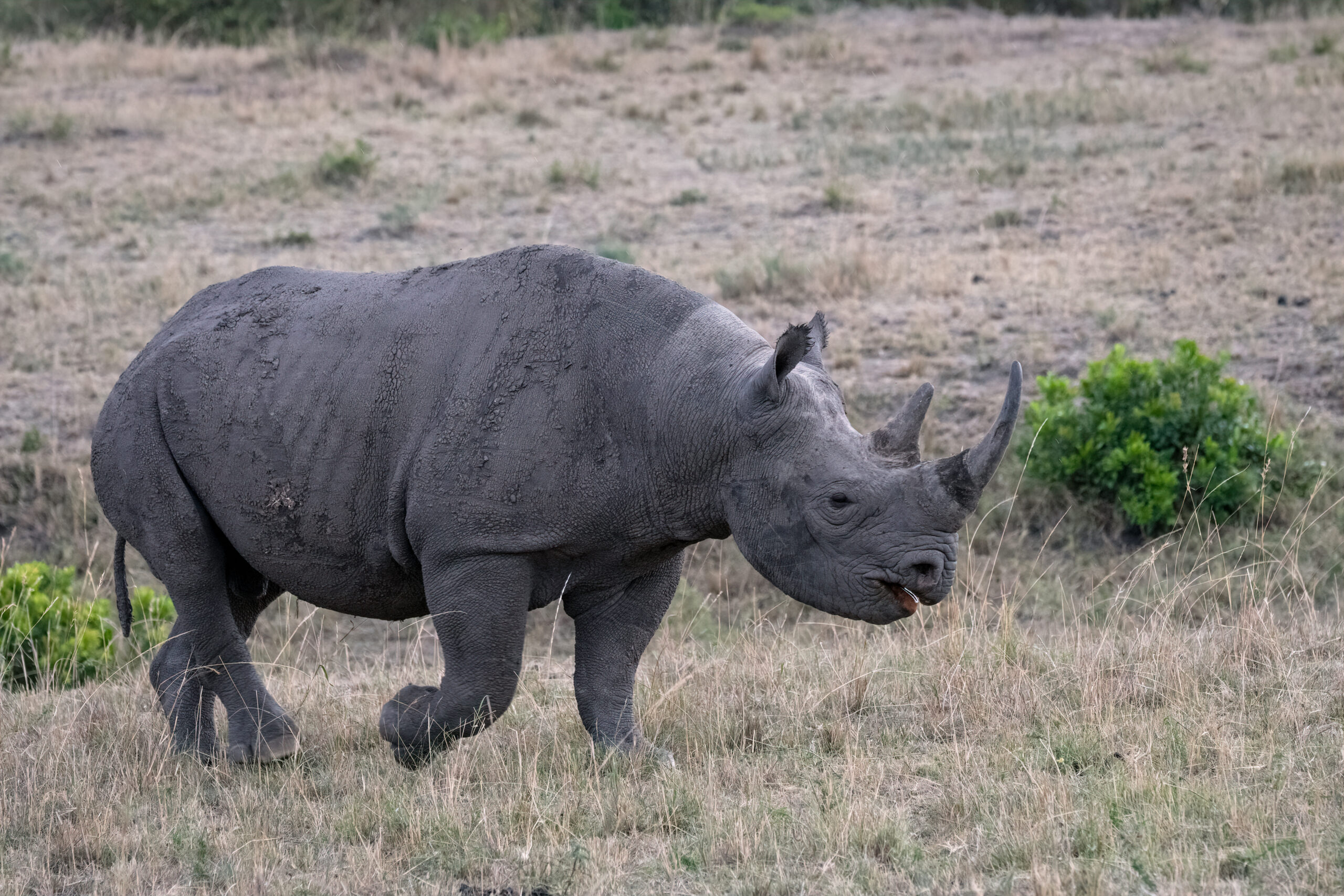 Profile Of A Critically Endangered Black Rhinoceros (rhino) As It Walks Across The Open Grassland, In The Rain, In The Masai Mara, Kenya.