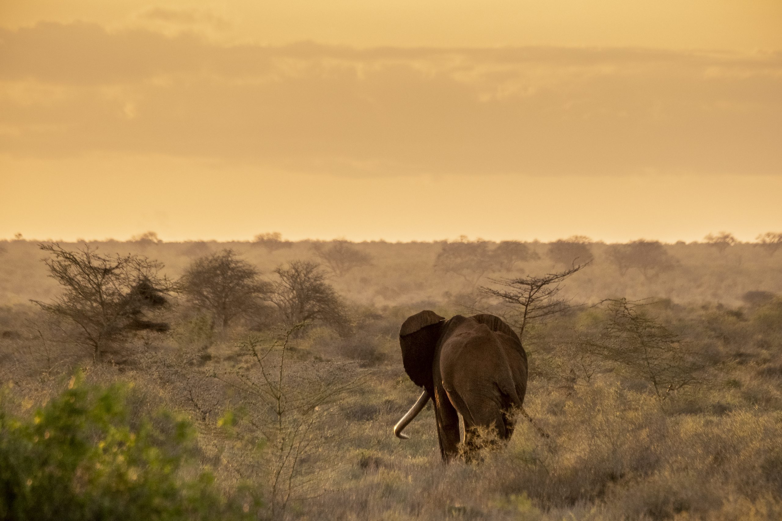White Satao, A Large Tusker In Tsavo East Nationa Park