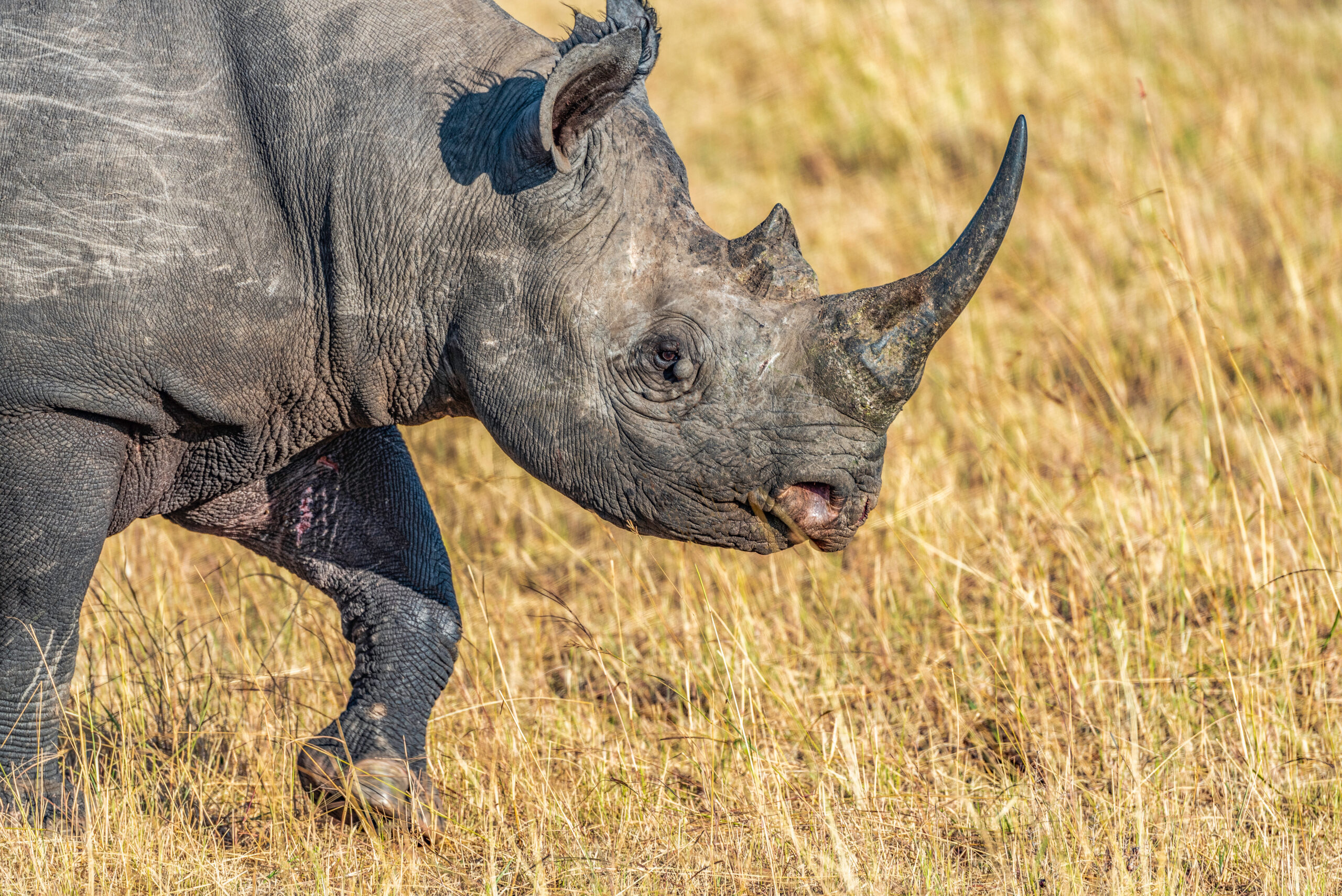 Close Up Of A Rare, Solitary Male Eastern Black Rhino