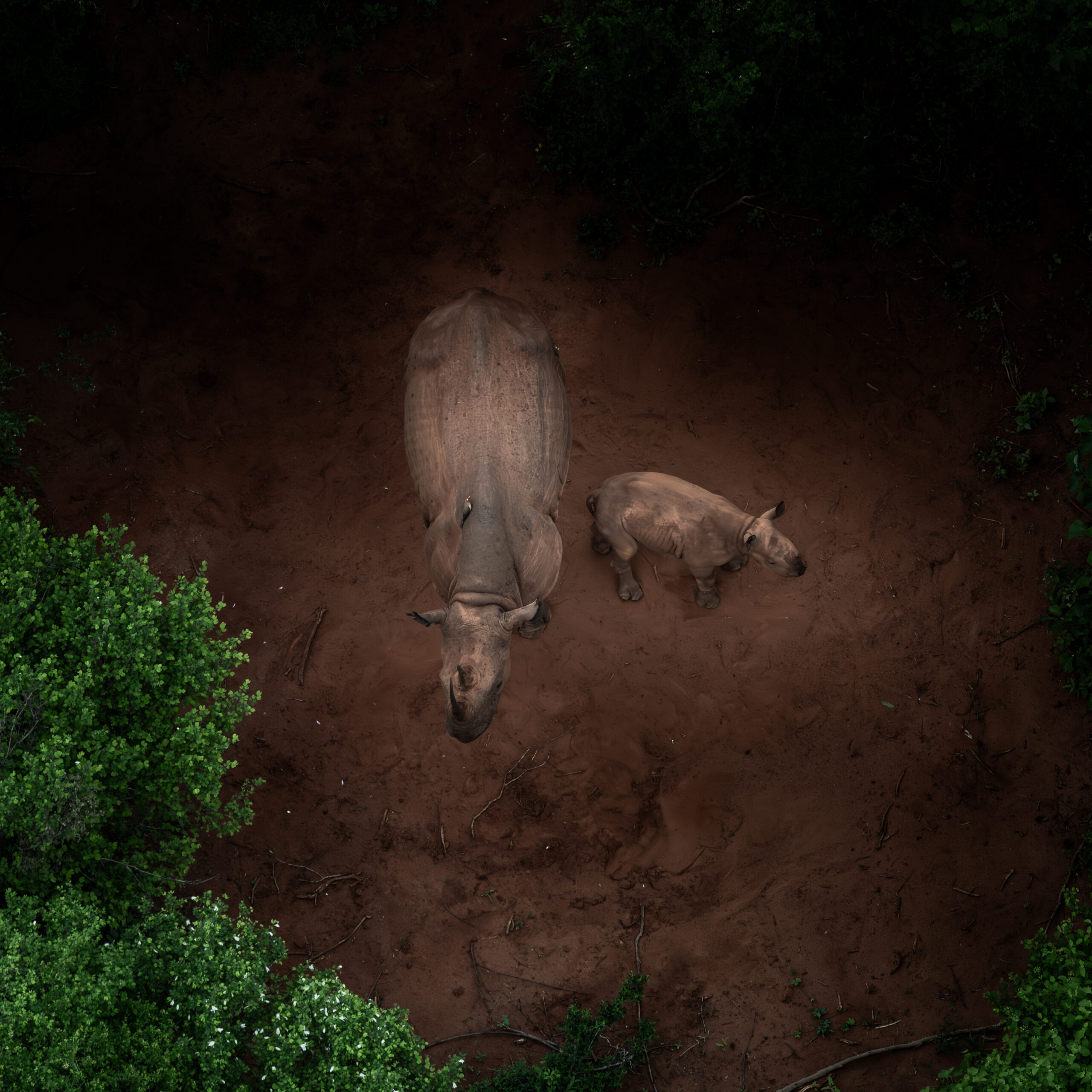 How Do Rhinos Survive Tsavo Calf Birthing