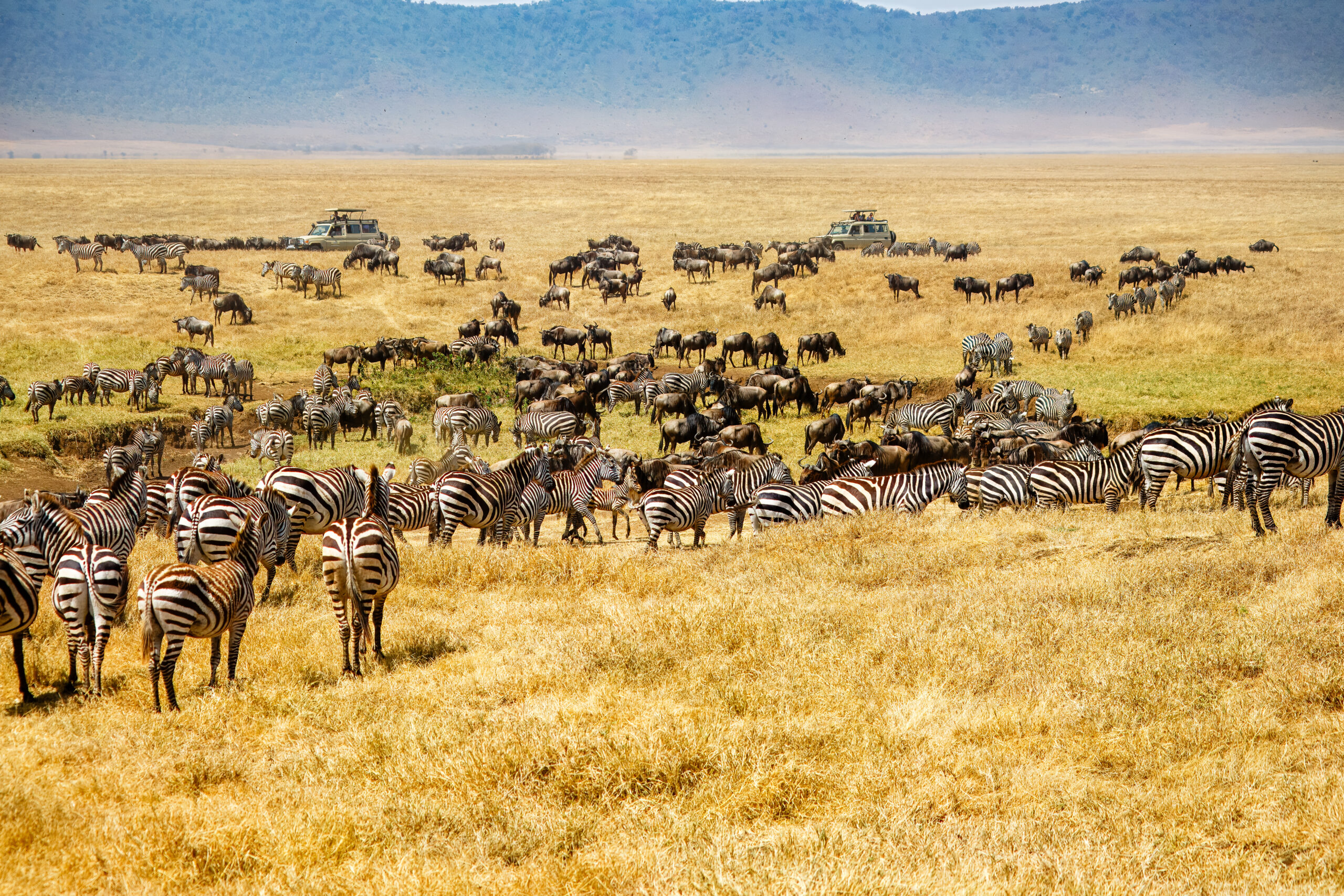A Herd Of Zebras And Wildebeest In Ngorongoro Crater, Tanzania