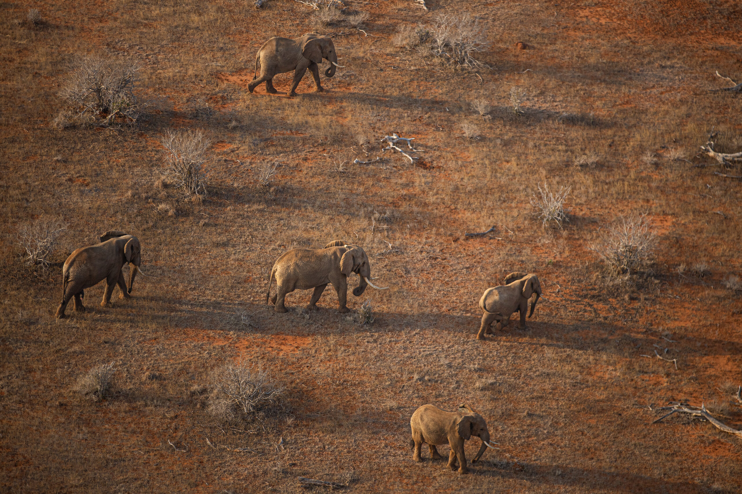 Modern Elephant Conservation