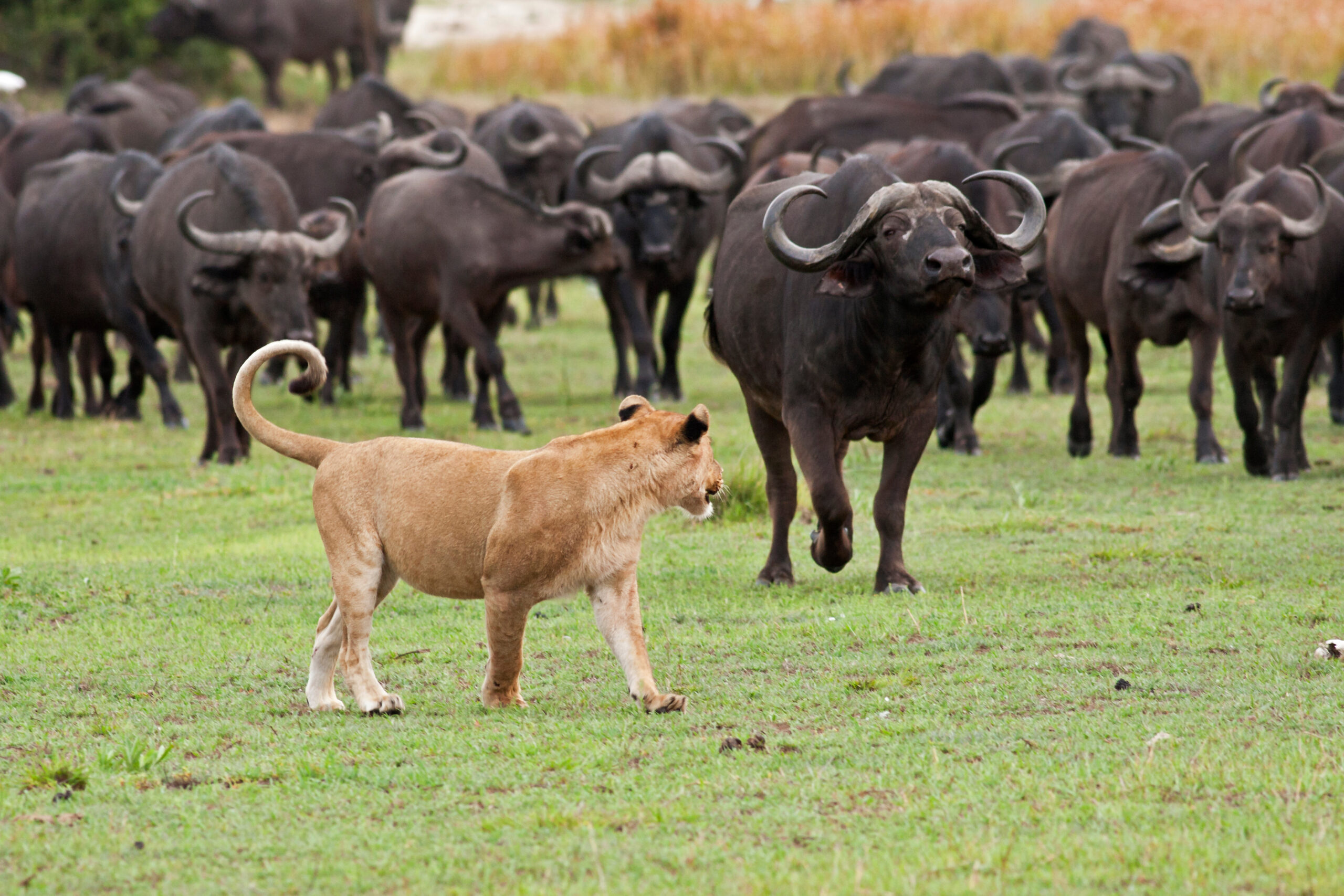 Collective defence