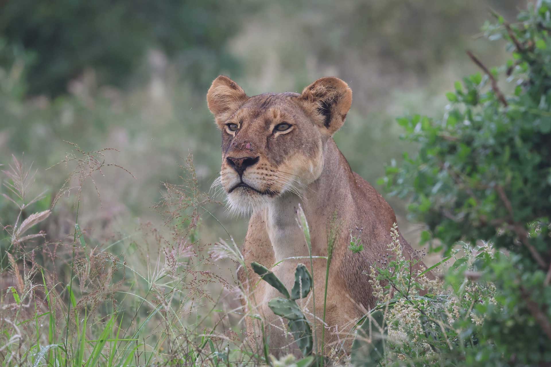 Carnivore Lioness Resting Bachuma Im.