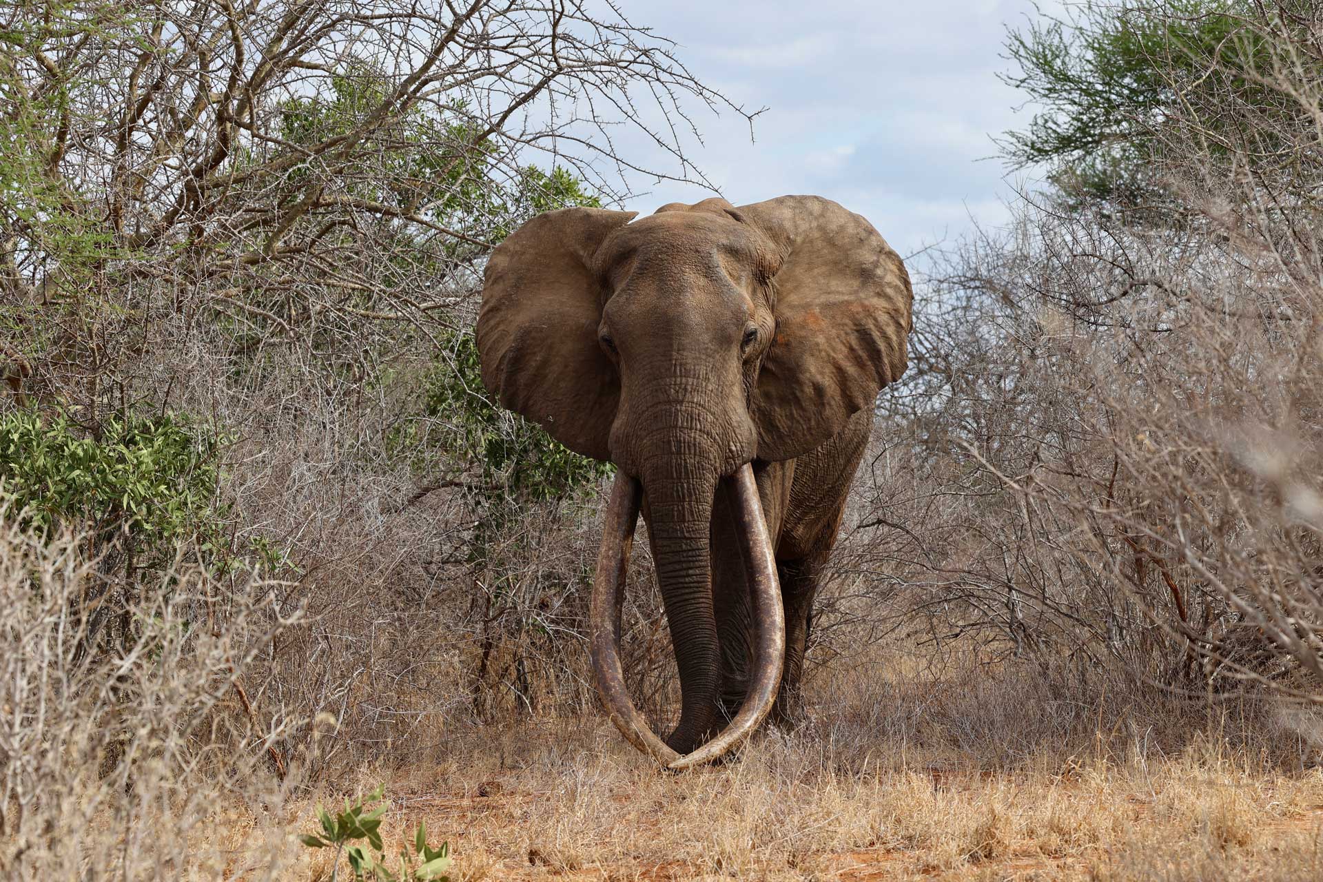 Supertusker Main Banner
