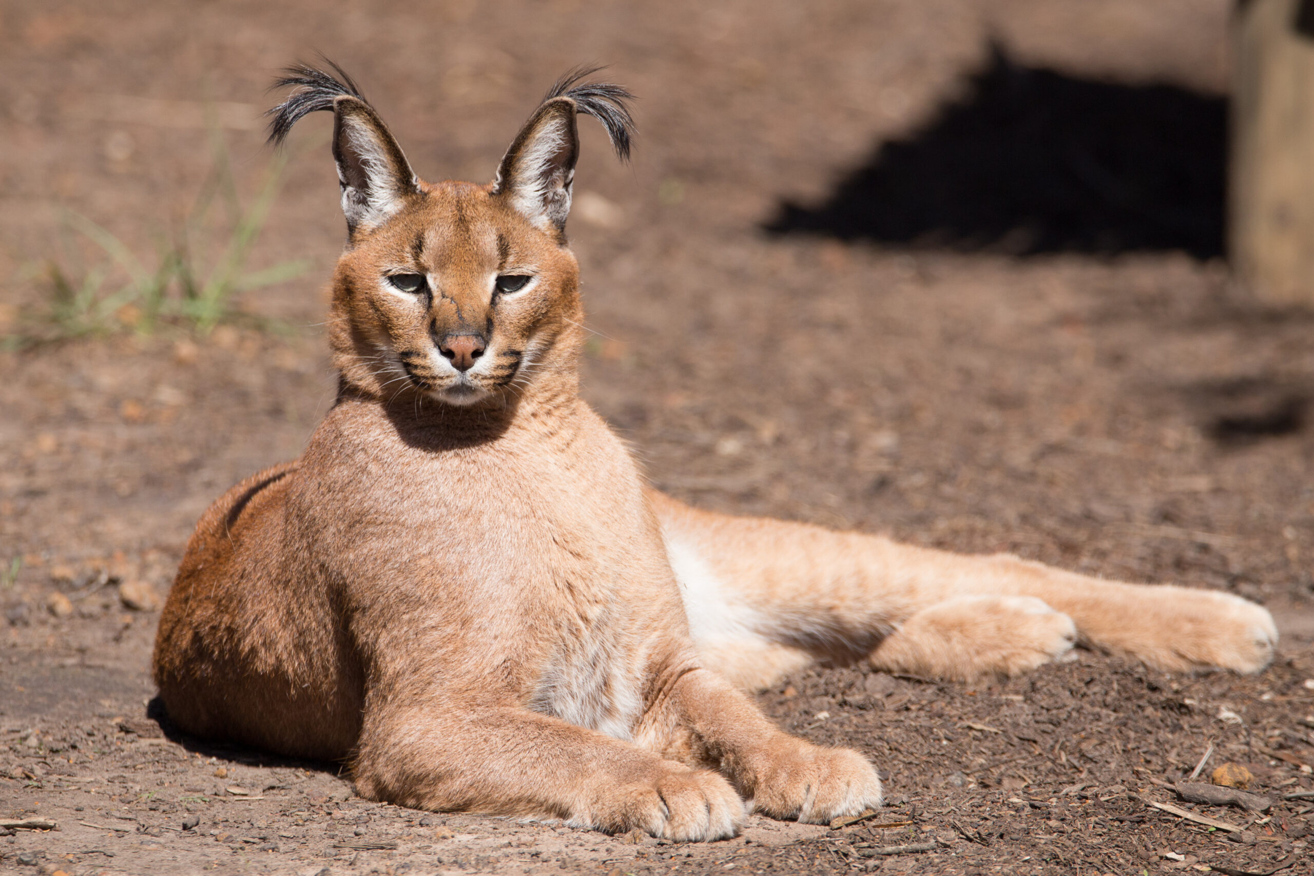 Caracal Wild Cat Posing For The Camera