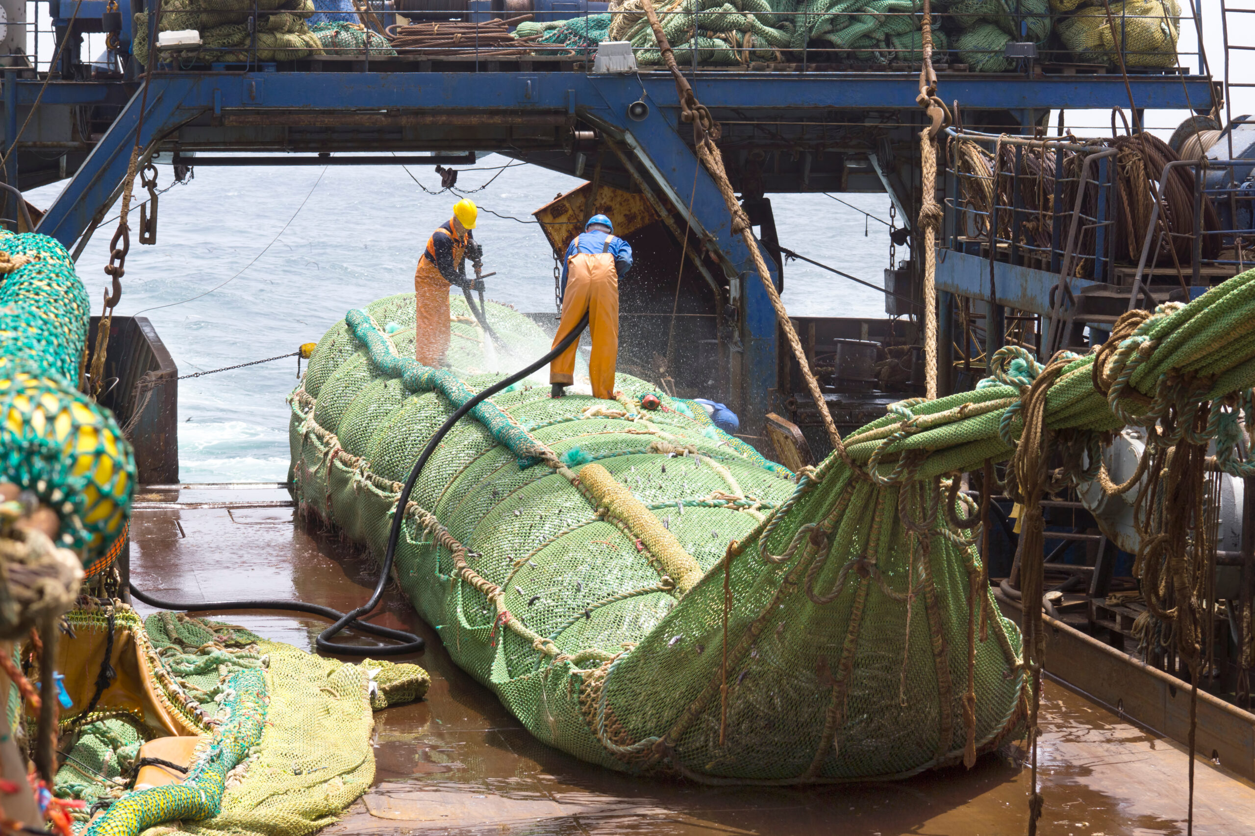 Fishing Vessel. Great Catch Of Fish In Thrall.