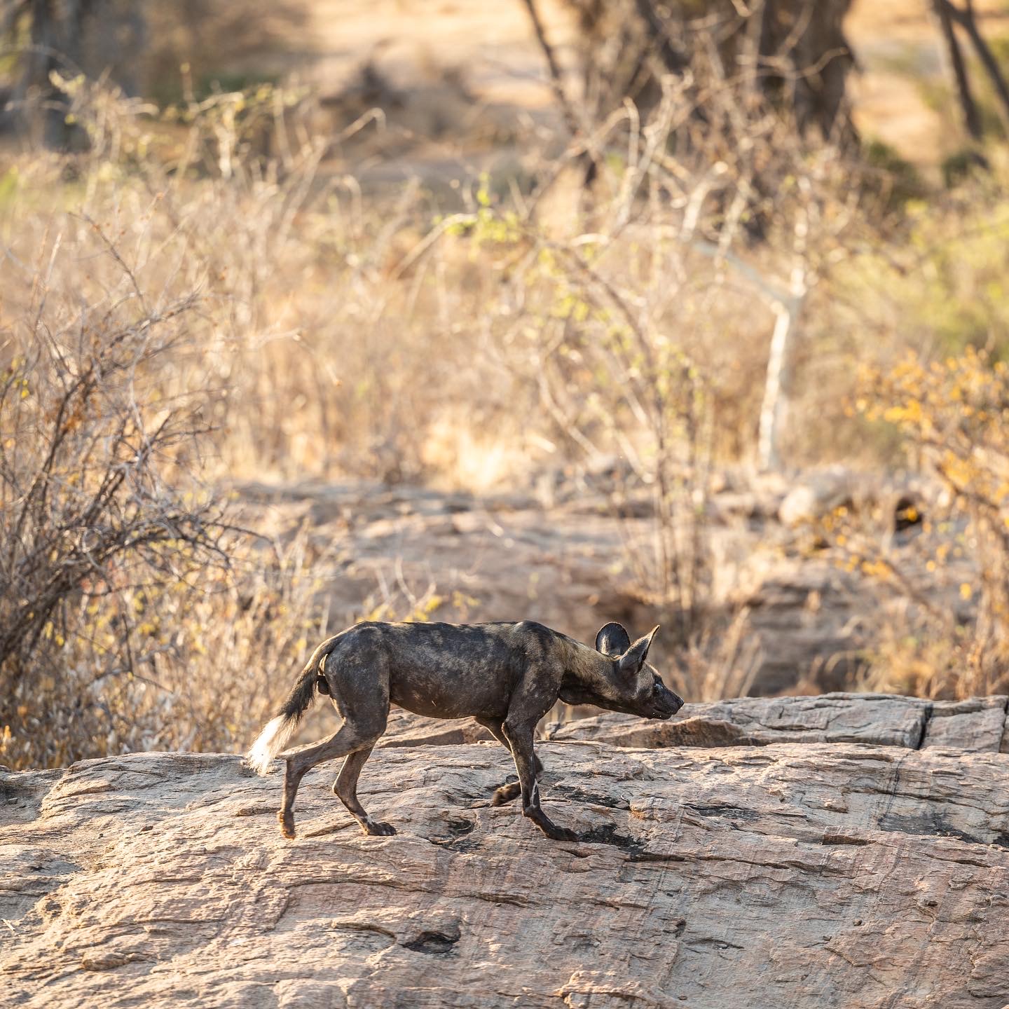 Wild Dog